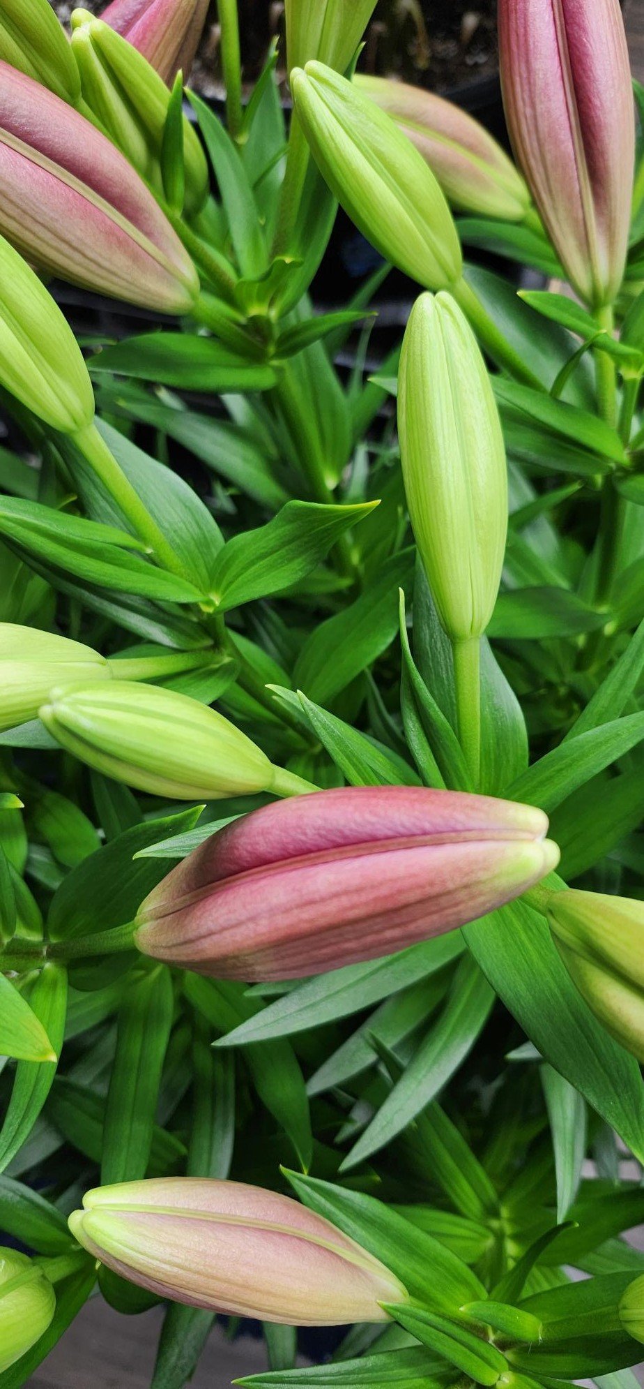 lilybuds.jpg