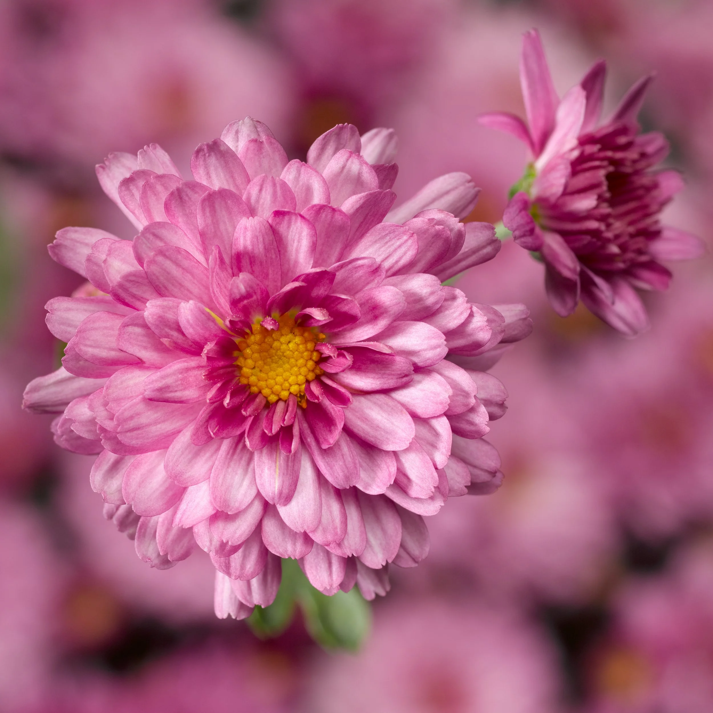 Chelsey Pink