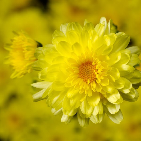 Chelsey Yellow