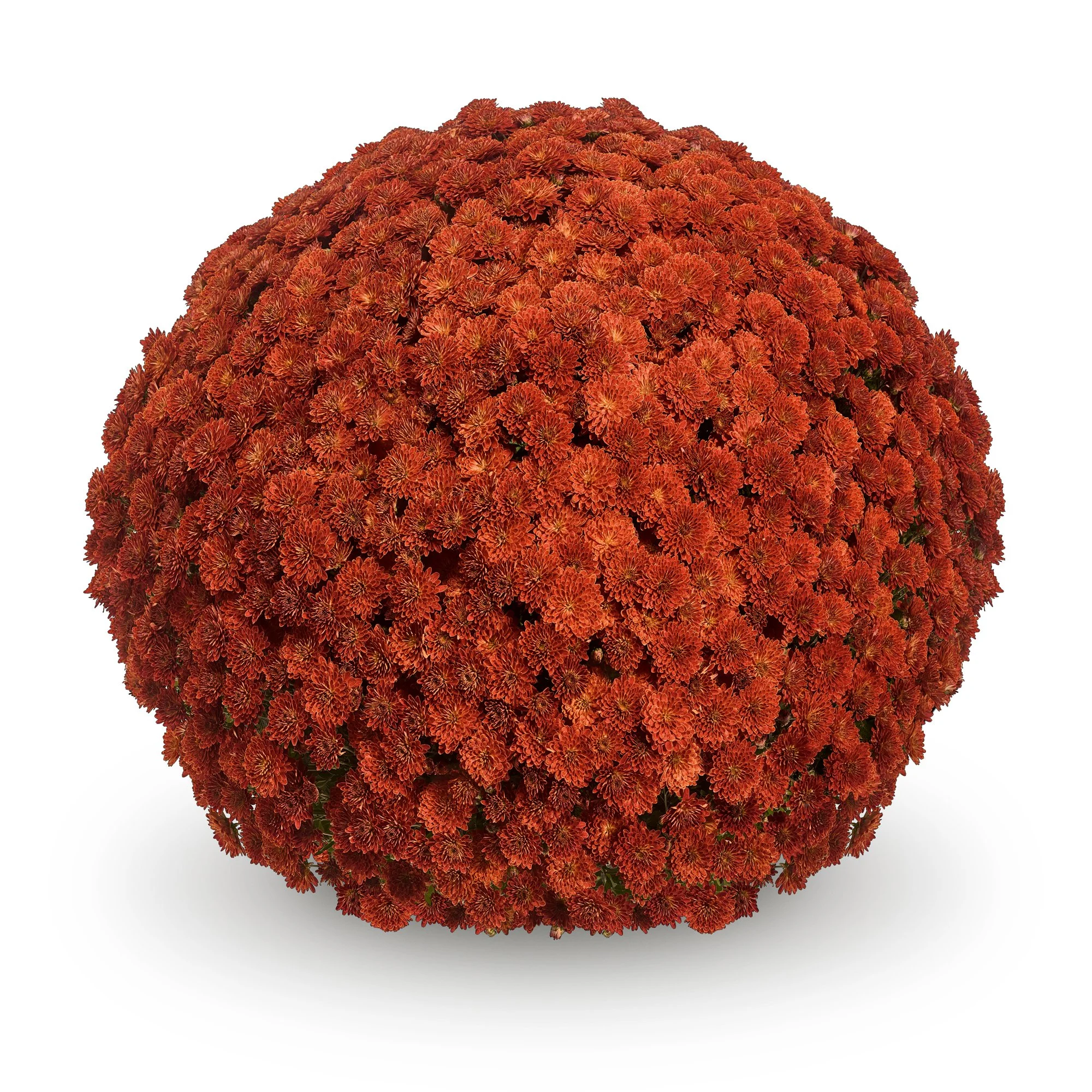 Koko Orange (Tag may say Veritas Orange)