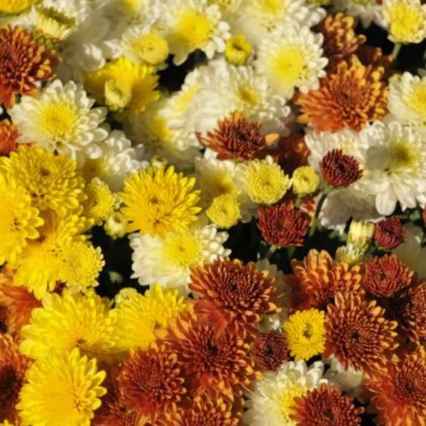 Tricolor - All Saints Day