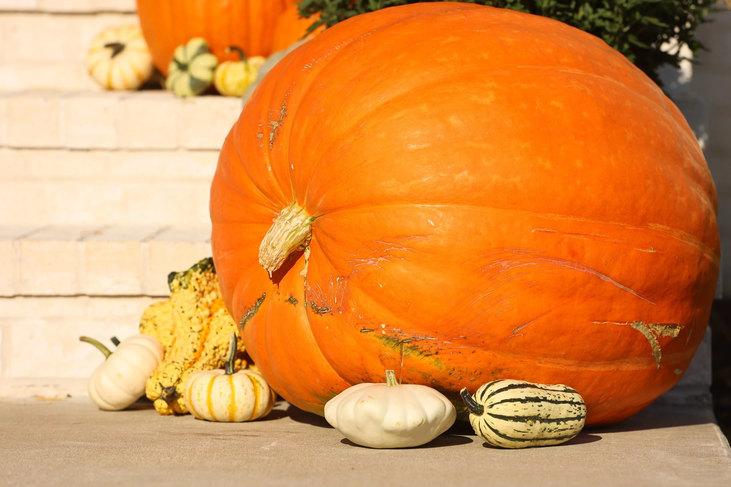 Grand Prize Pumpkin, Package Enhancement