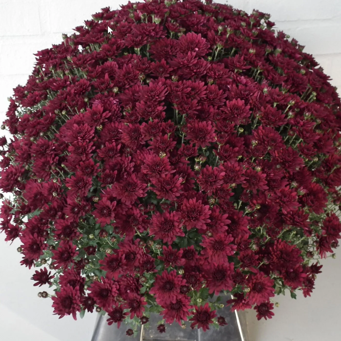 Zaza Purple