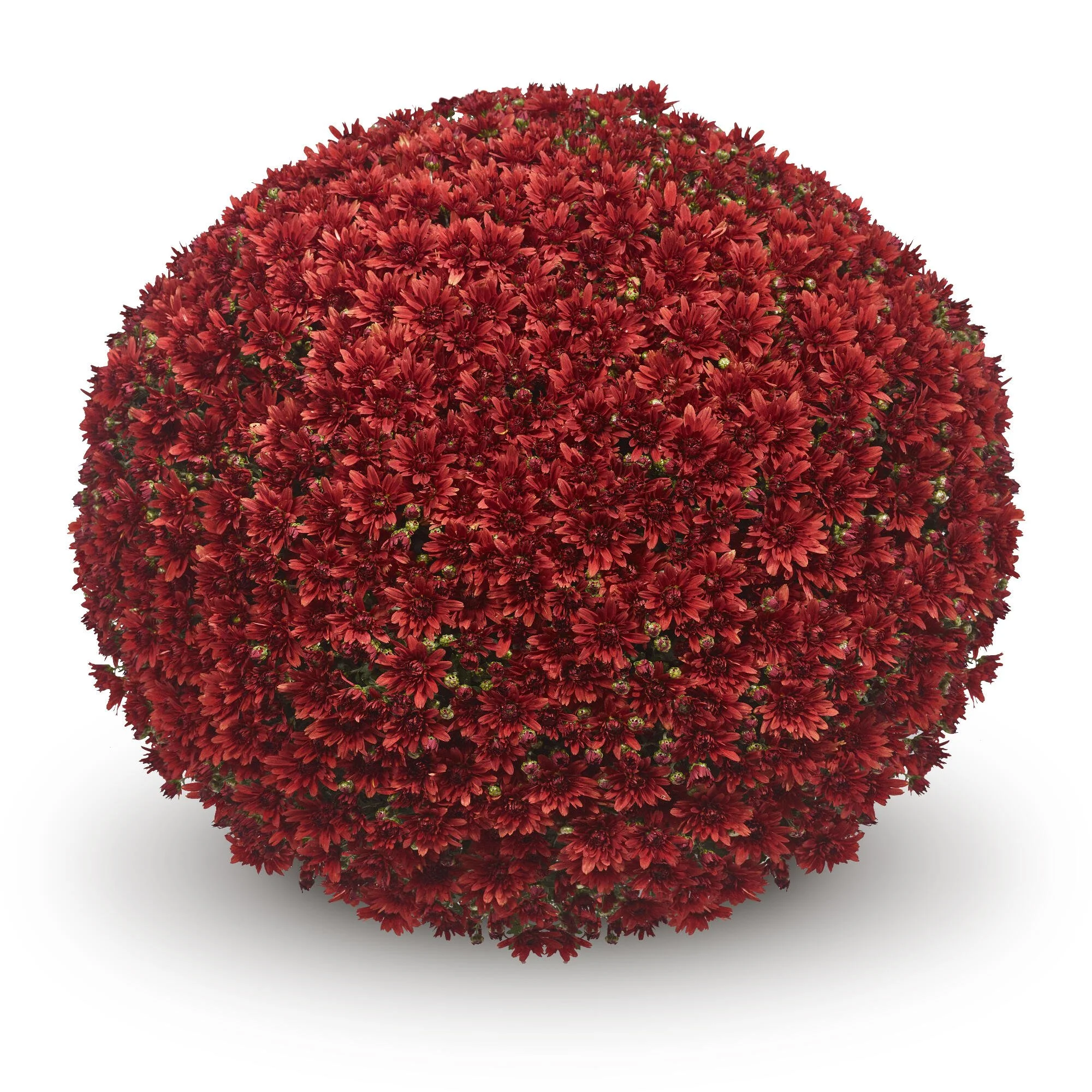 Magnus Red