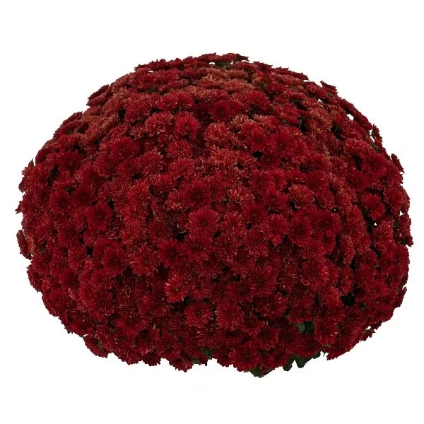 Jubilant Red