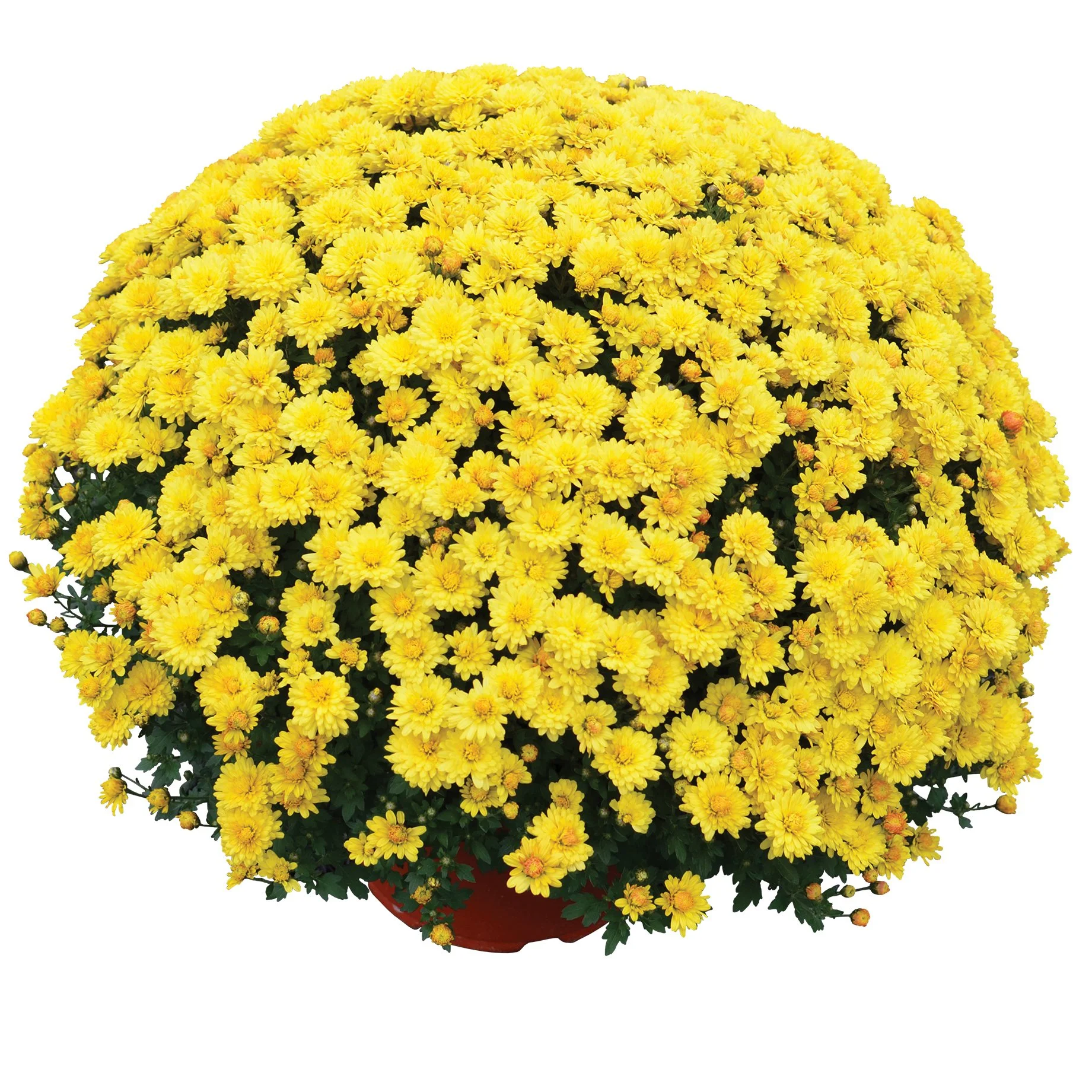 Nikki Yellow