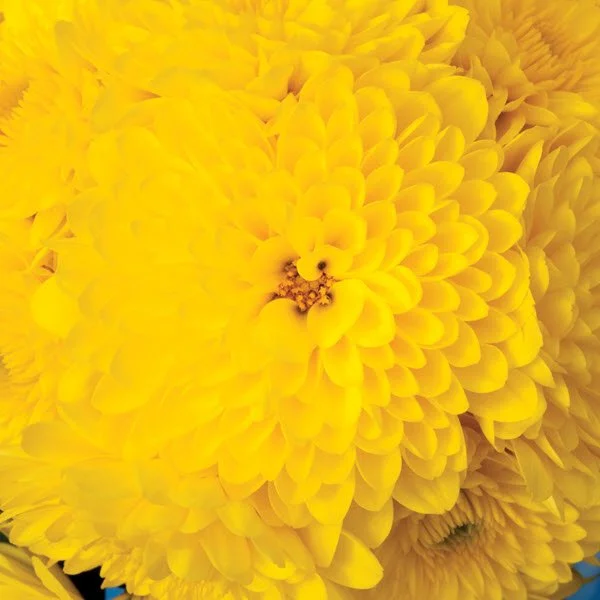 Cheryl Sparkling Yellow