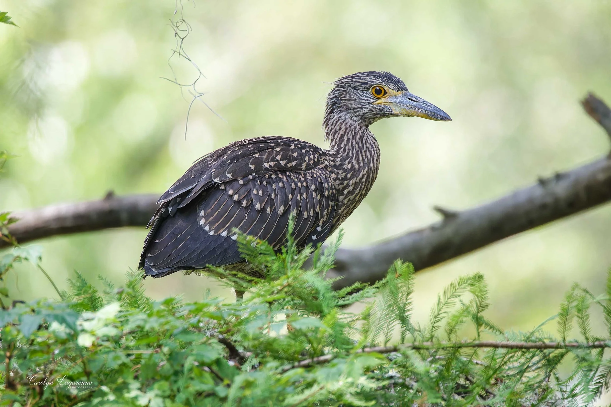 Yellow-crowned Night Heron (Juvenile)