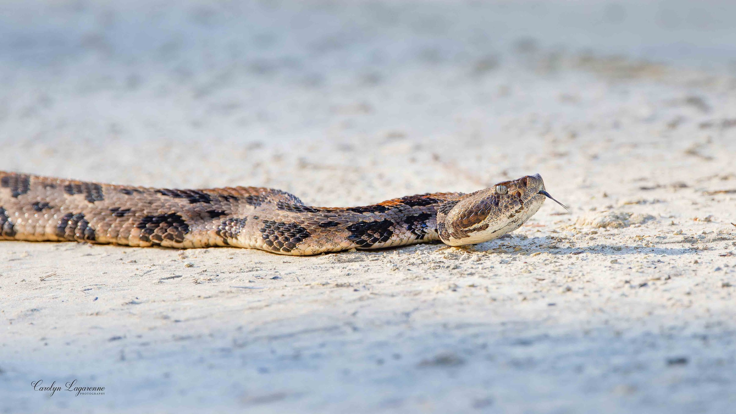 Timber Rattlesnake