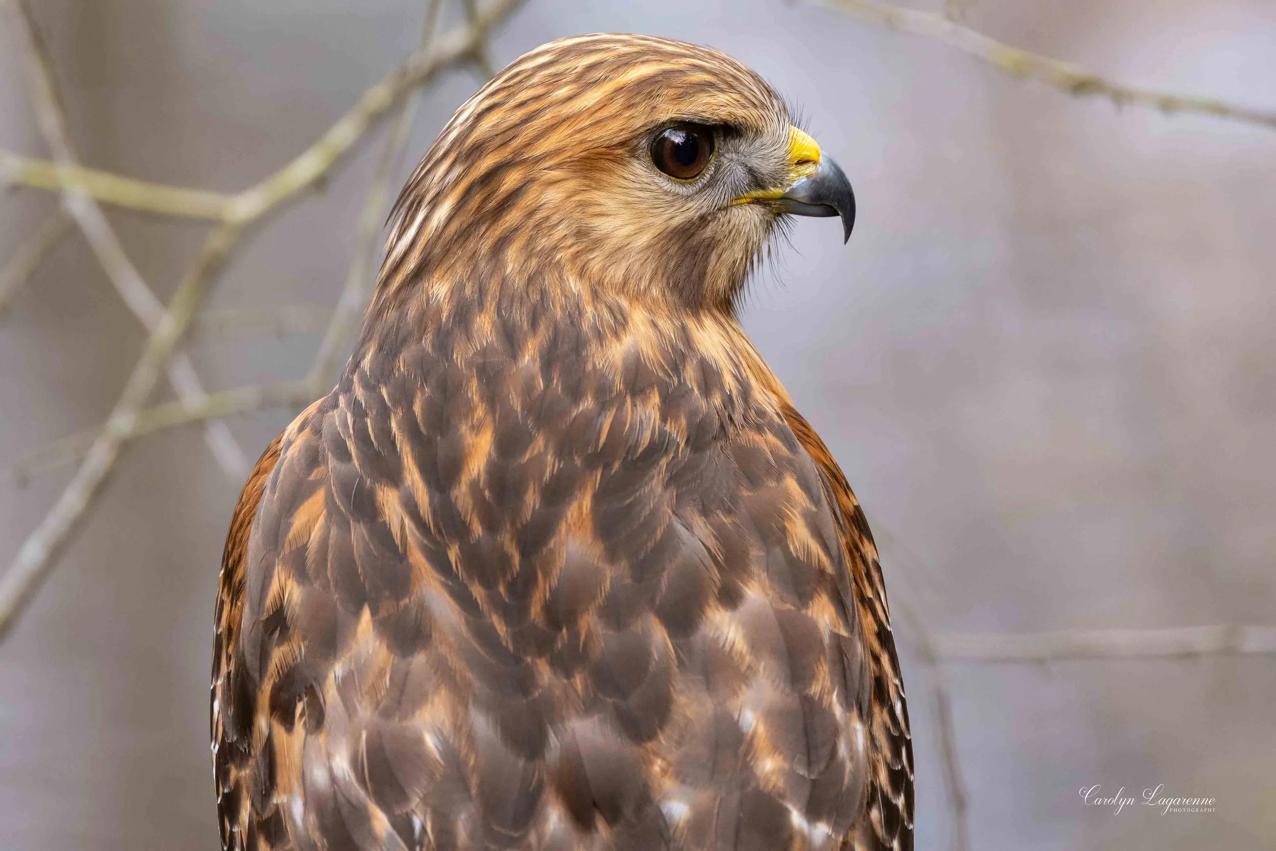 Red-shouldered Hawk