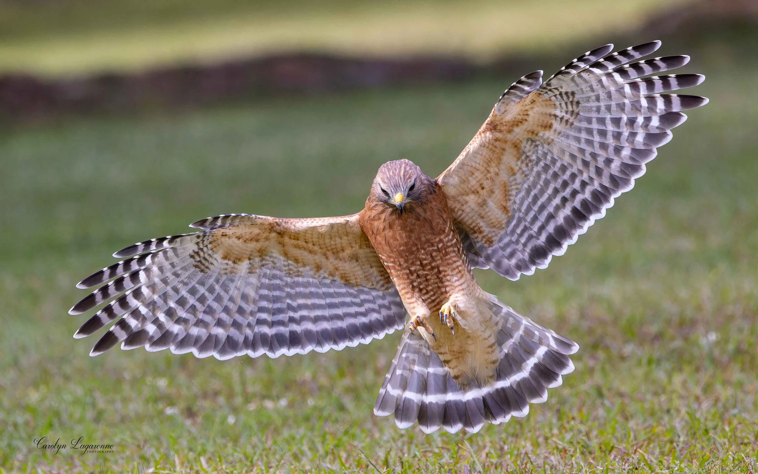 Red-shouldered Hawk