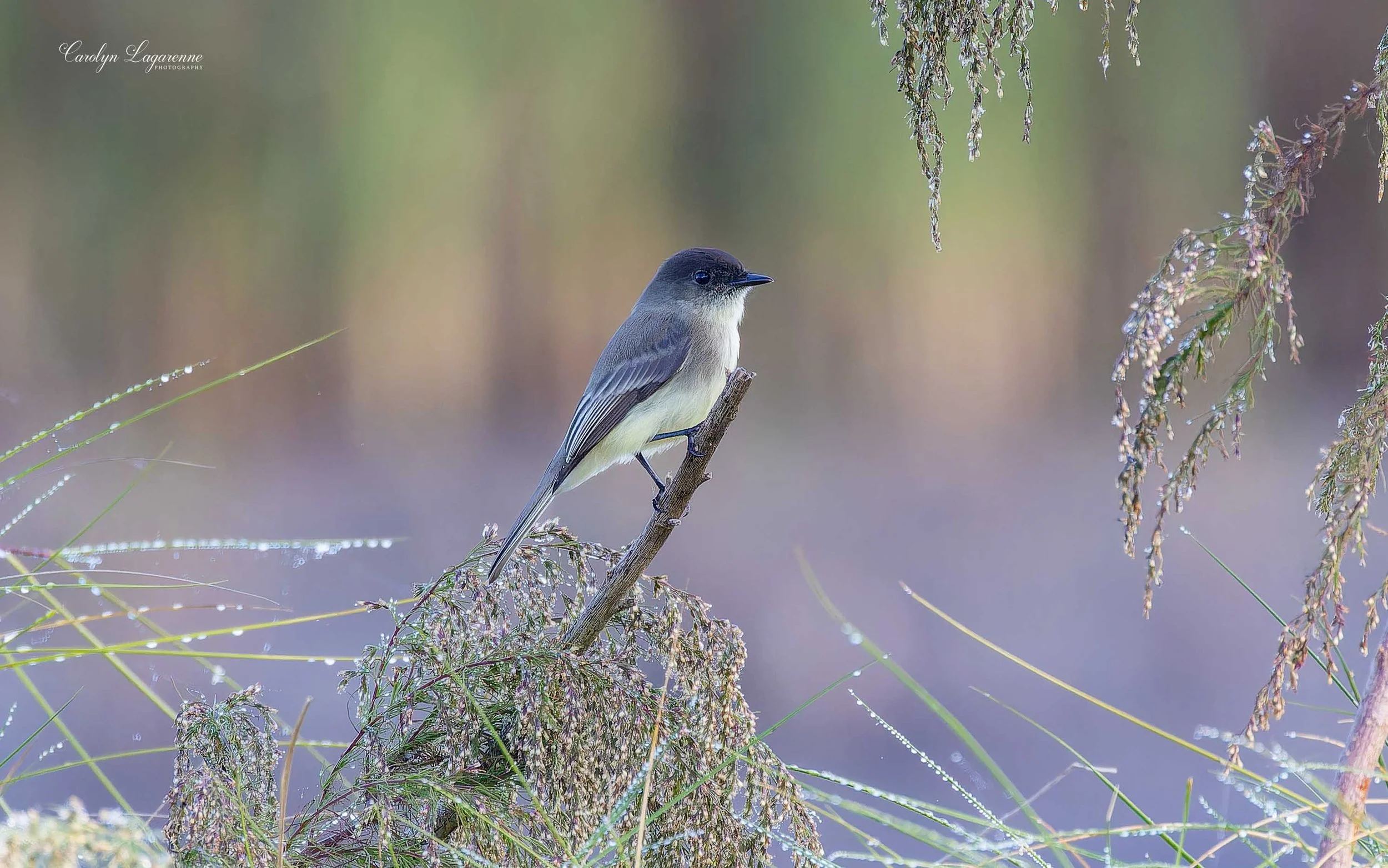 Eastern Phoebe