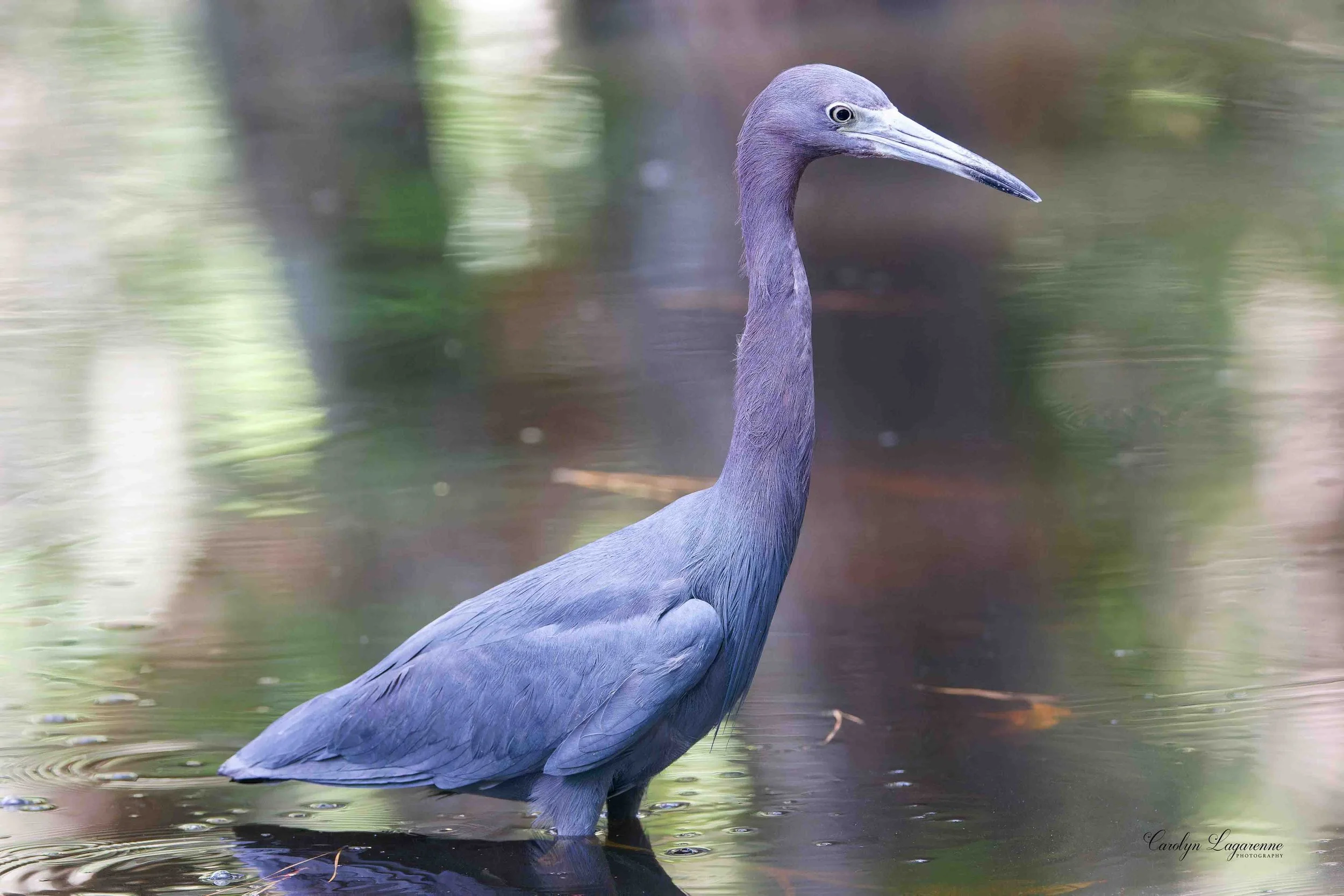 Little Blue Heron