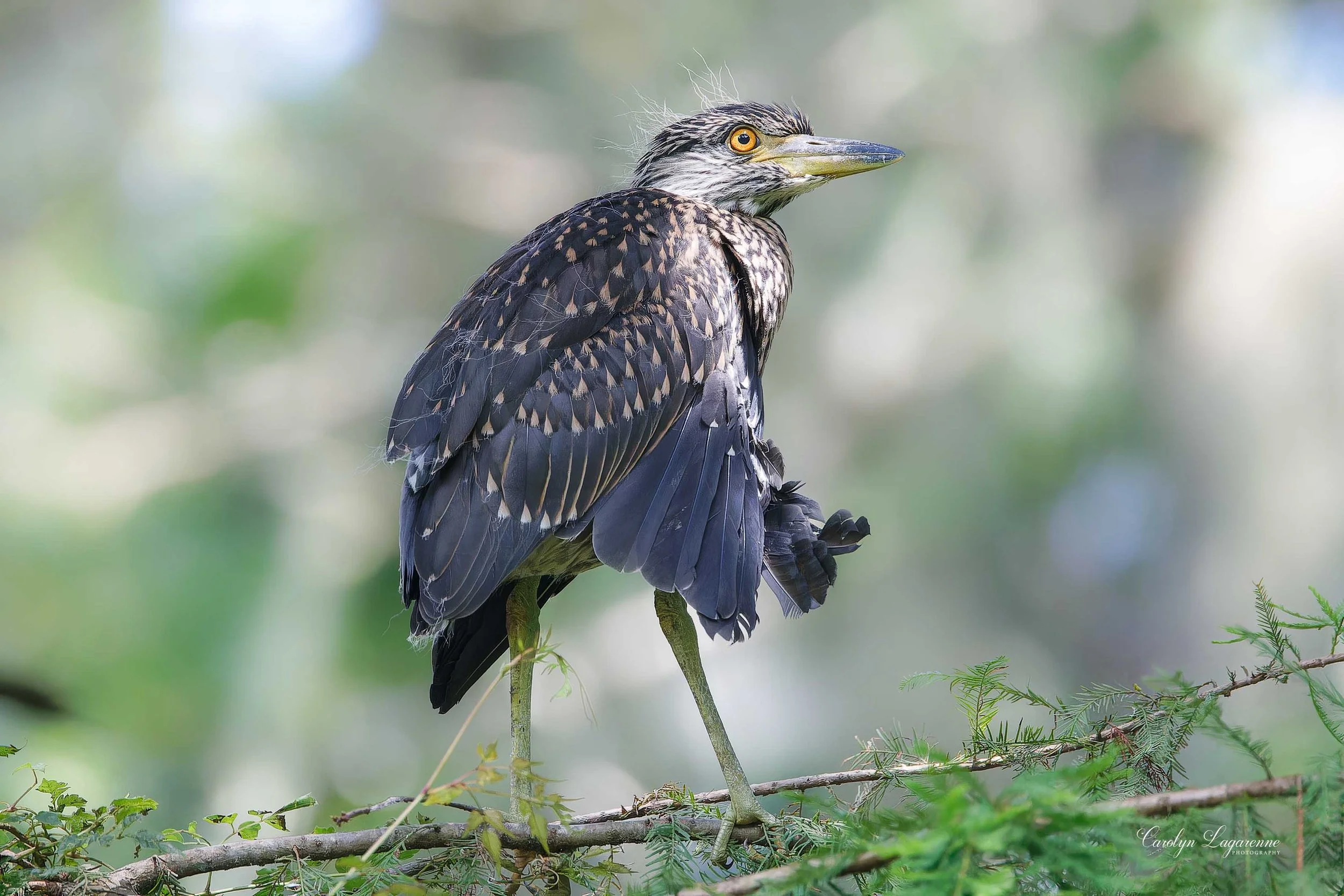 Yellow-crowned Night-Heron (Juvenile)