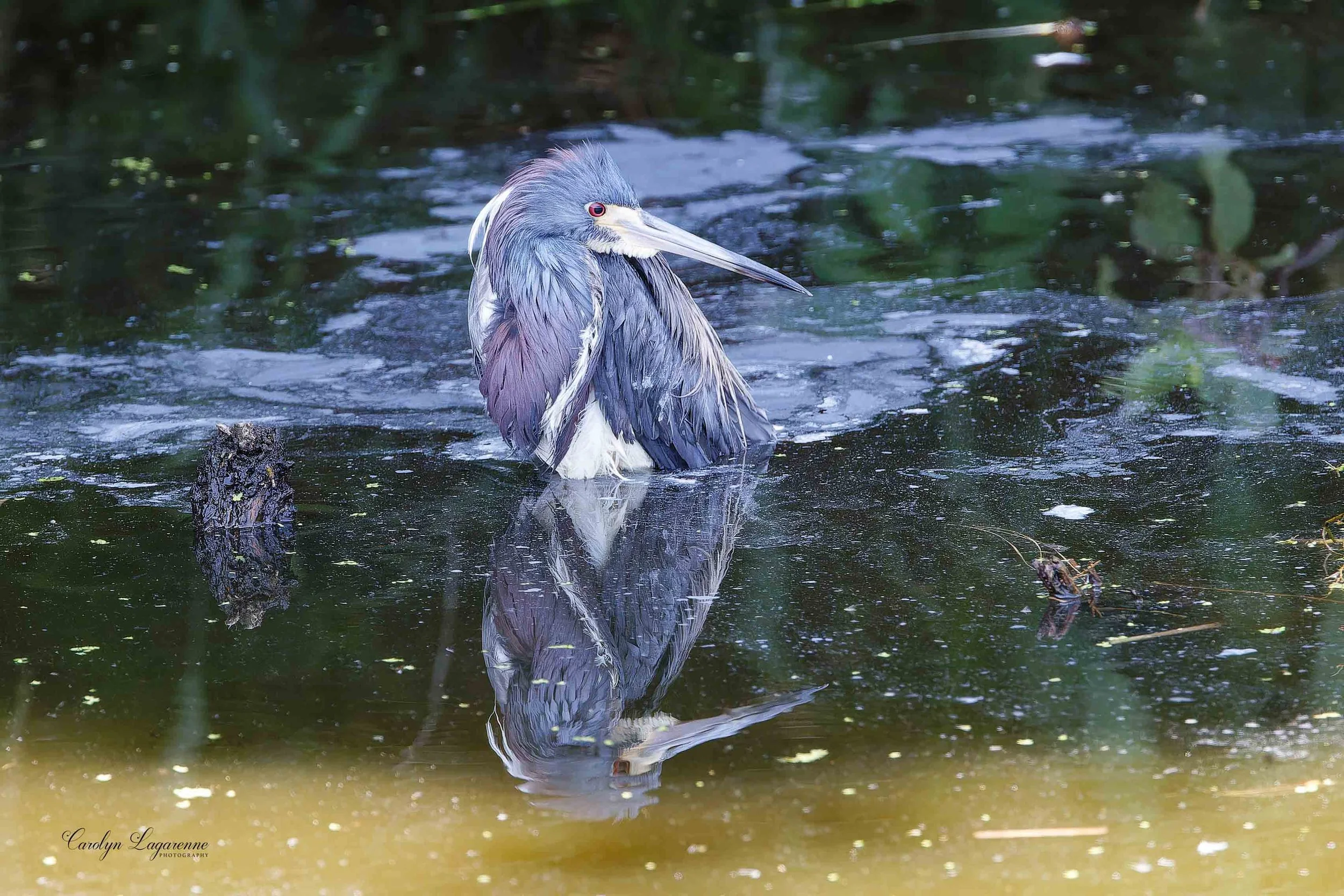Tricolored Heron