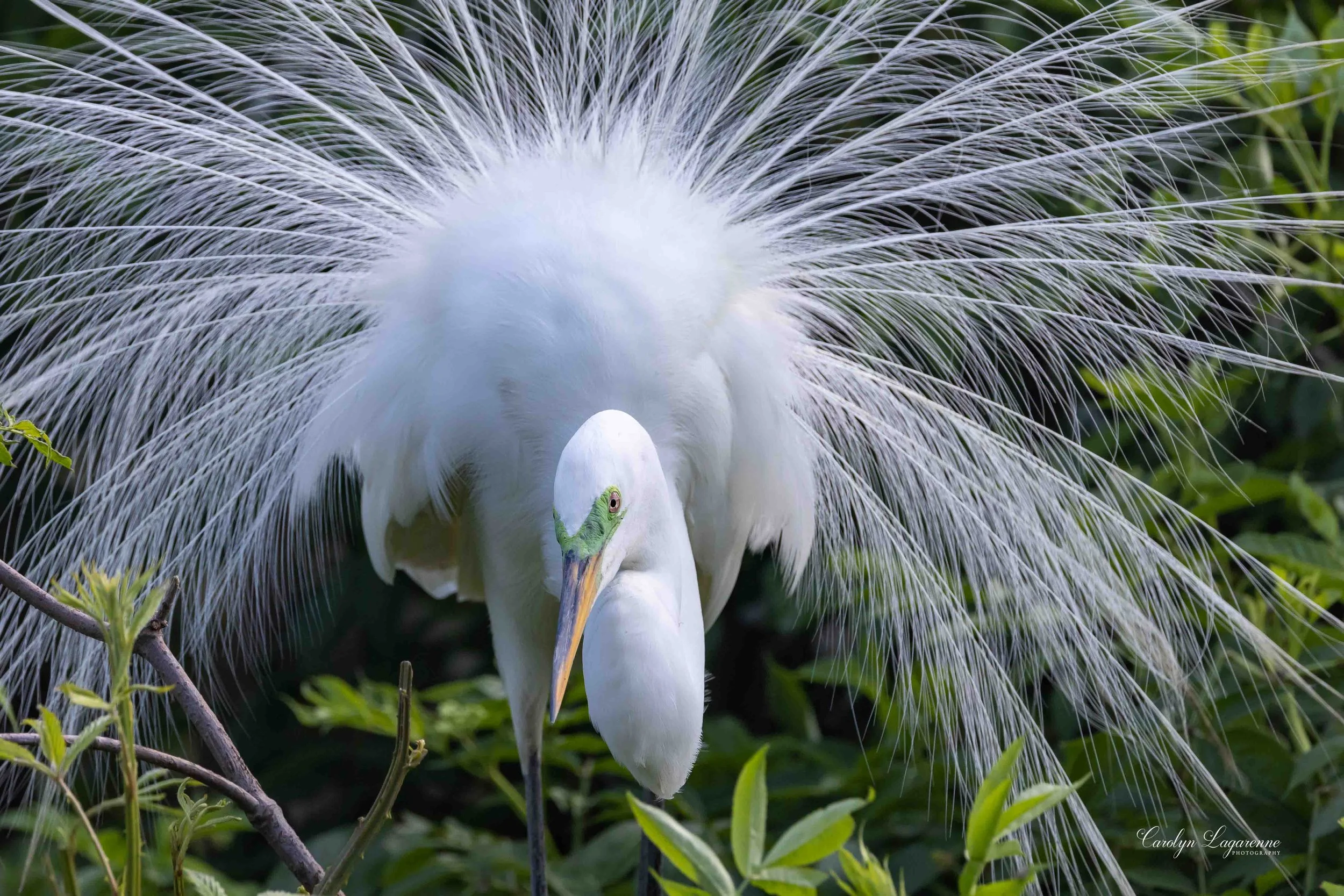 "Nesting," Great Egret