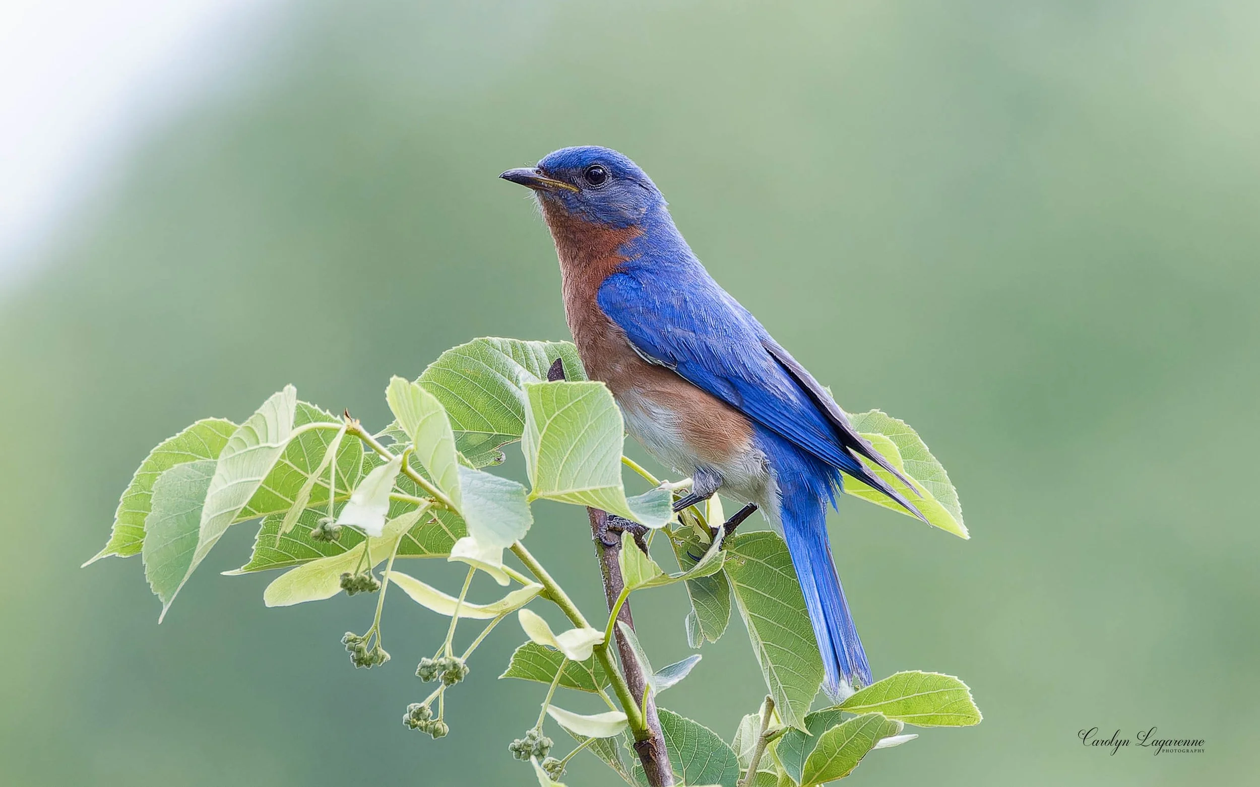 Eastern Bluebird
