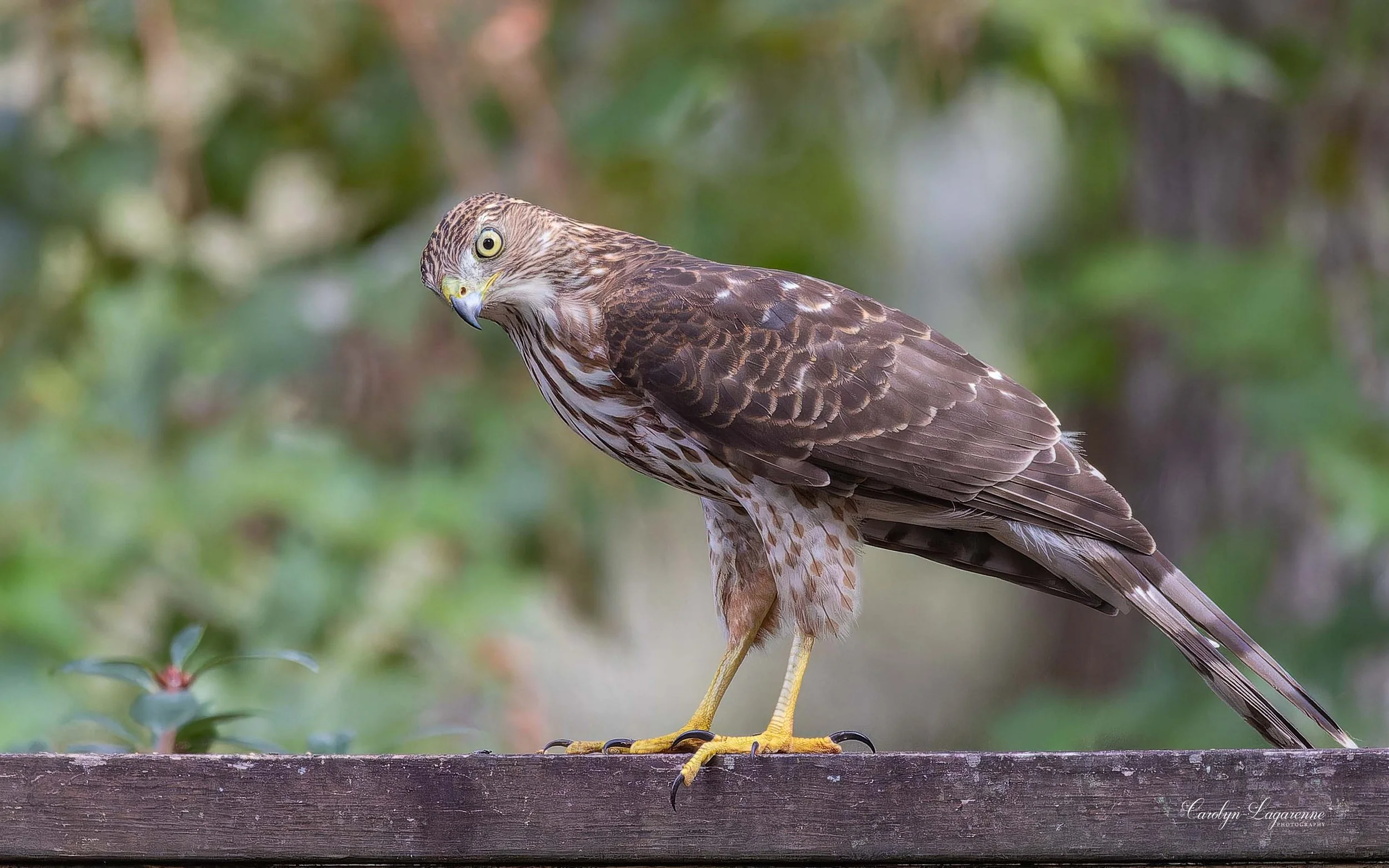 Cooper's Hawk