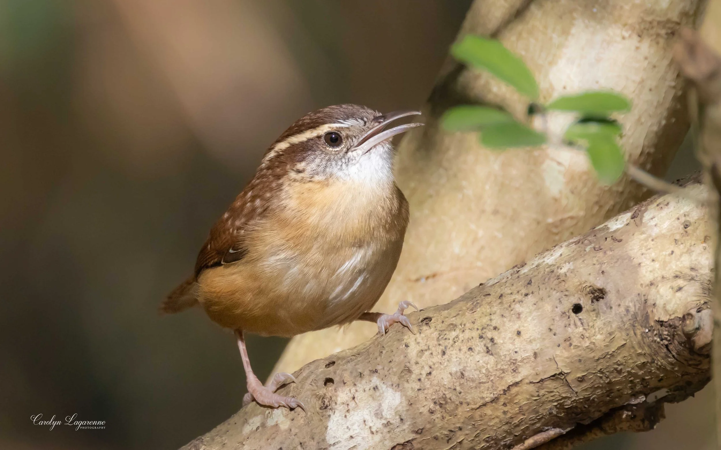 Carolina Wren