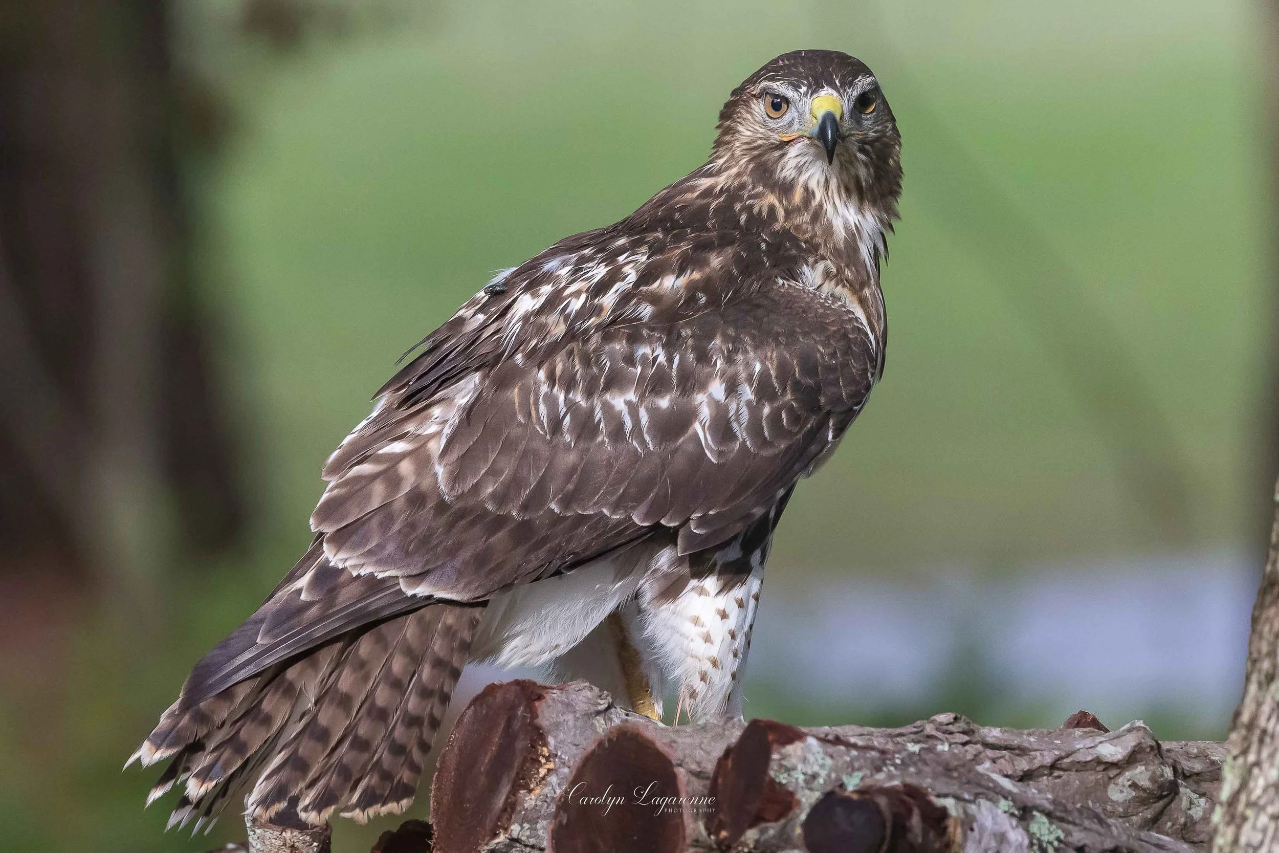 Red-tailed Hawk