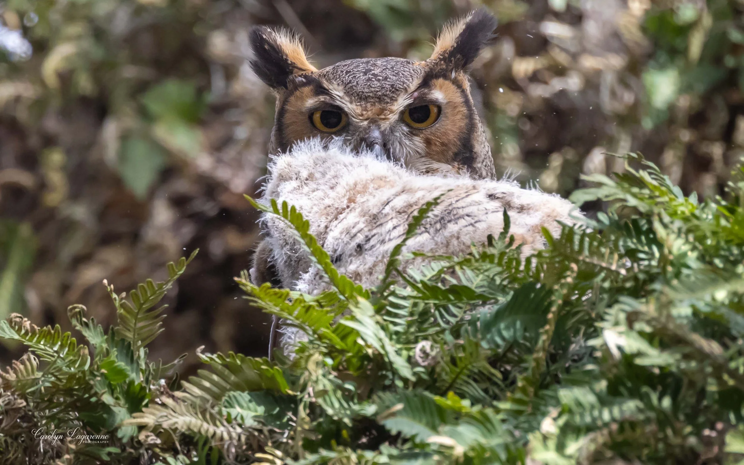 Great Horned Owl