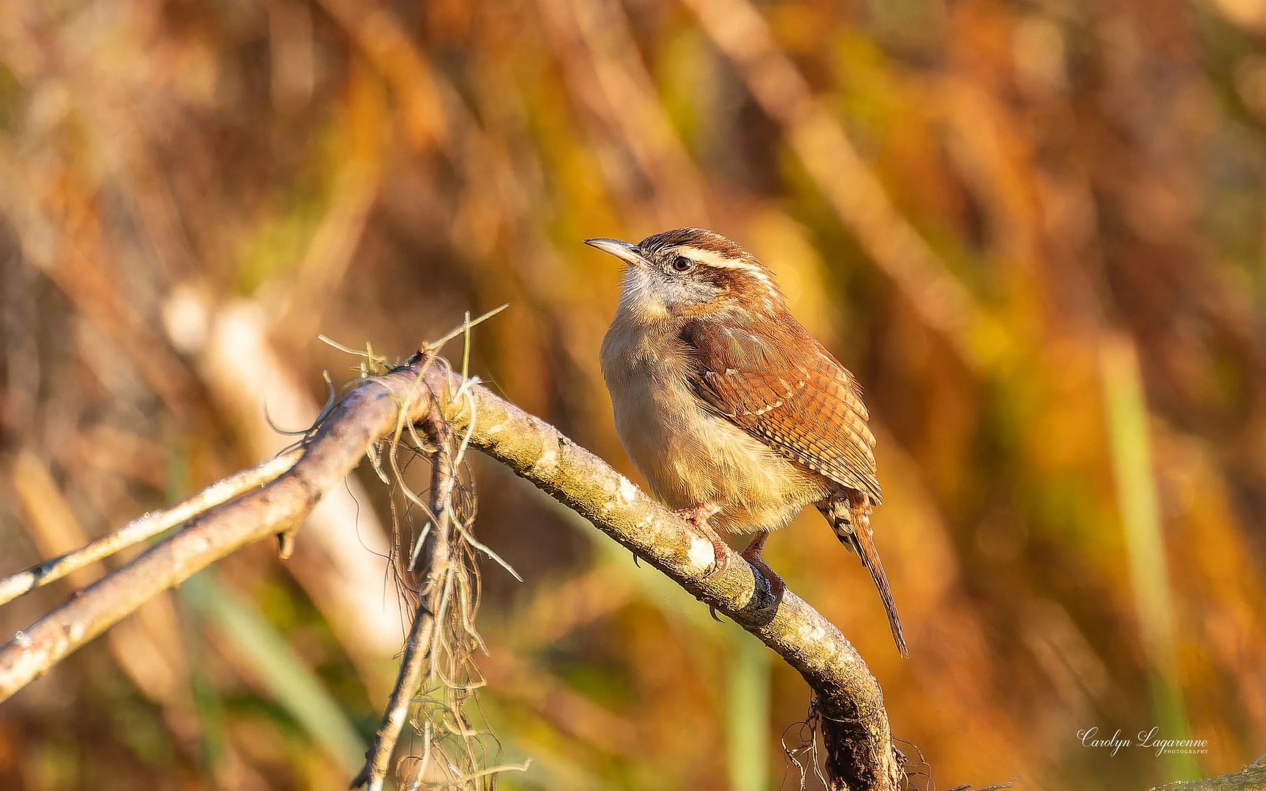 Carolina Wren