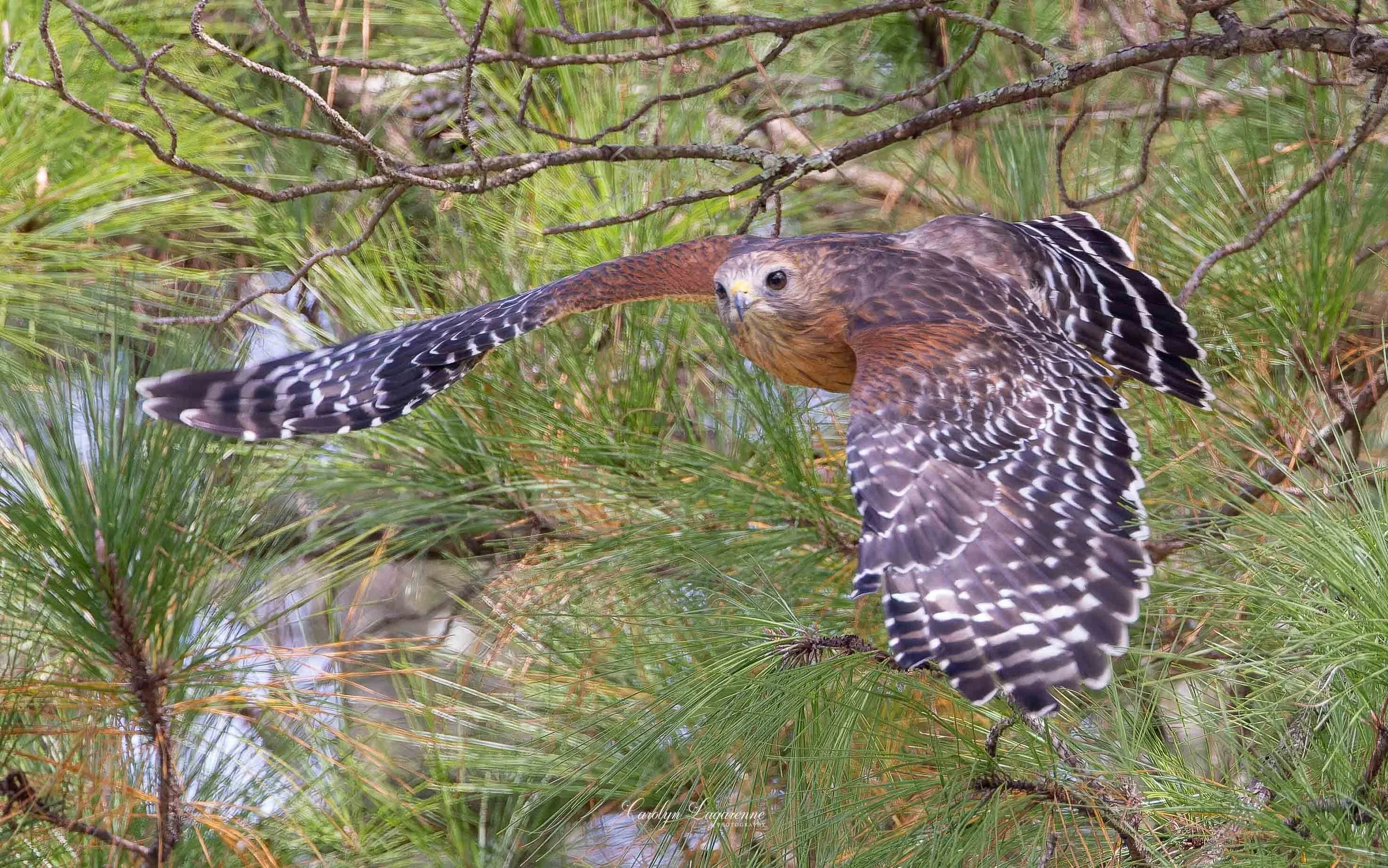 Red-shouldered Hawk