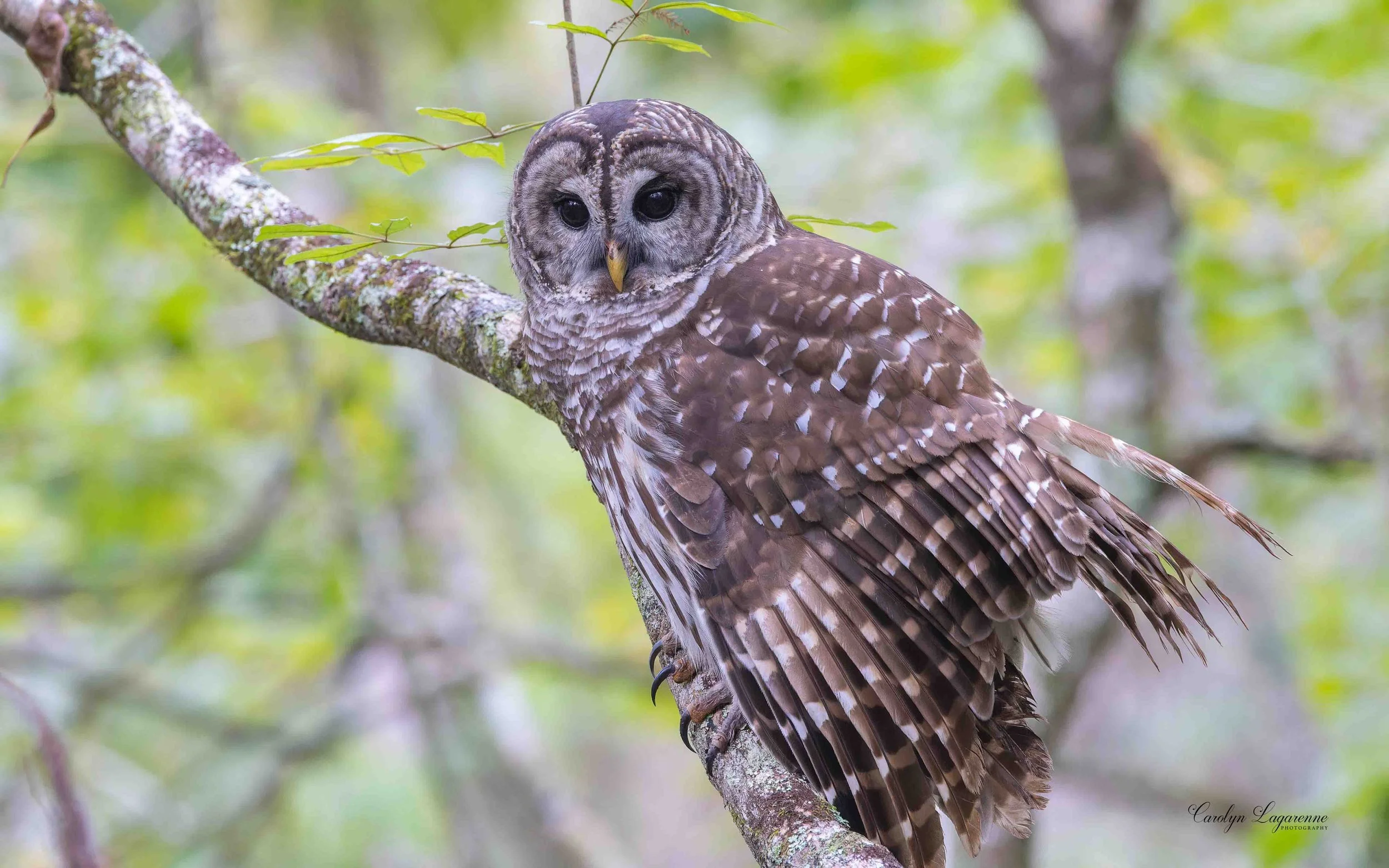 Barred Owl