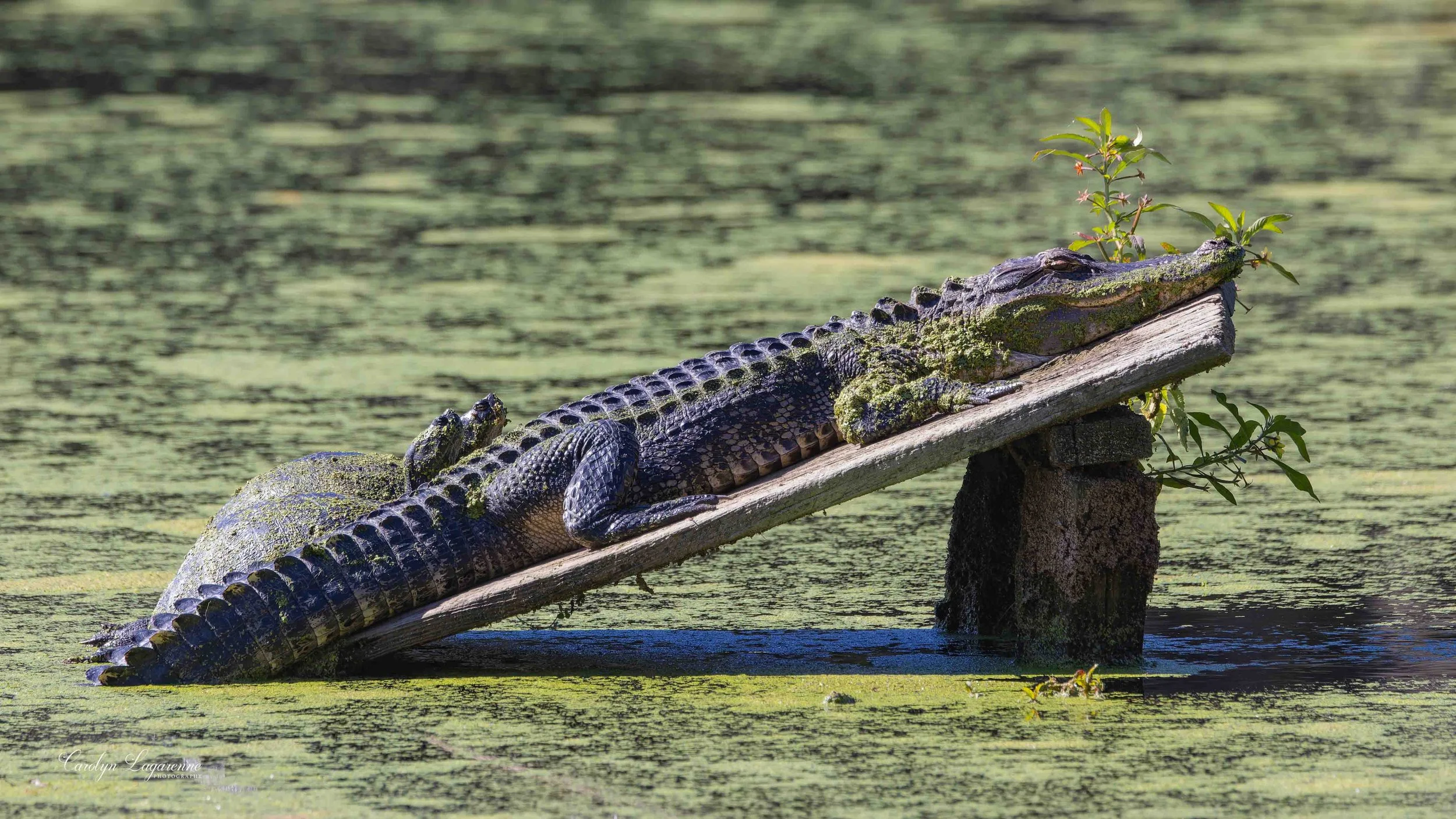 Alligator & Yellow-bellied Sliders
