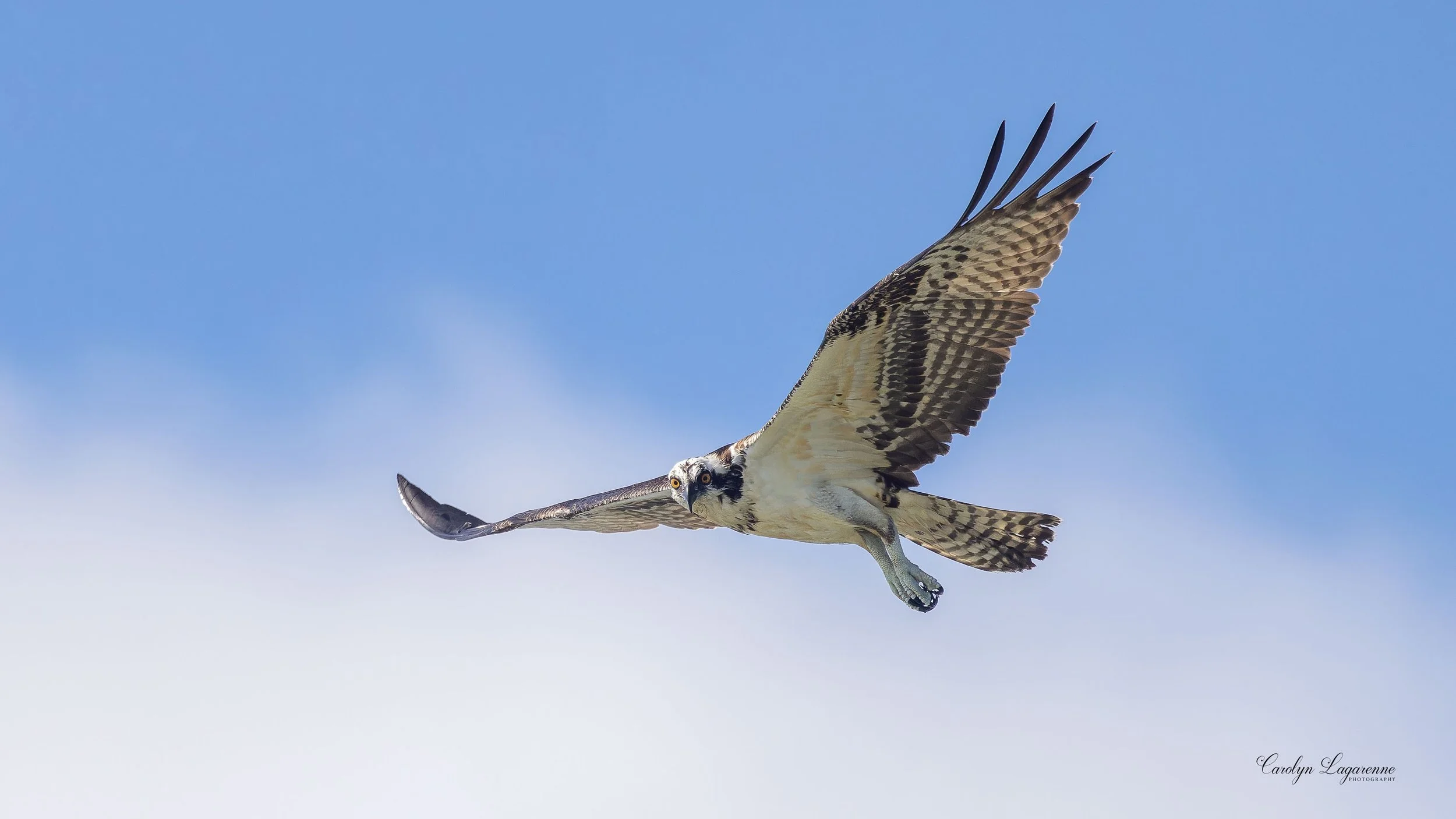 Osprey