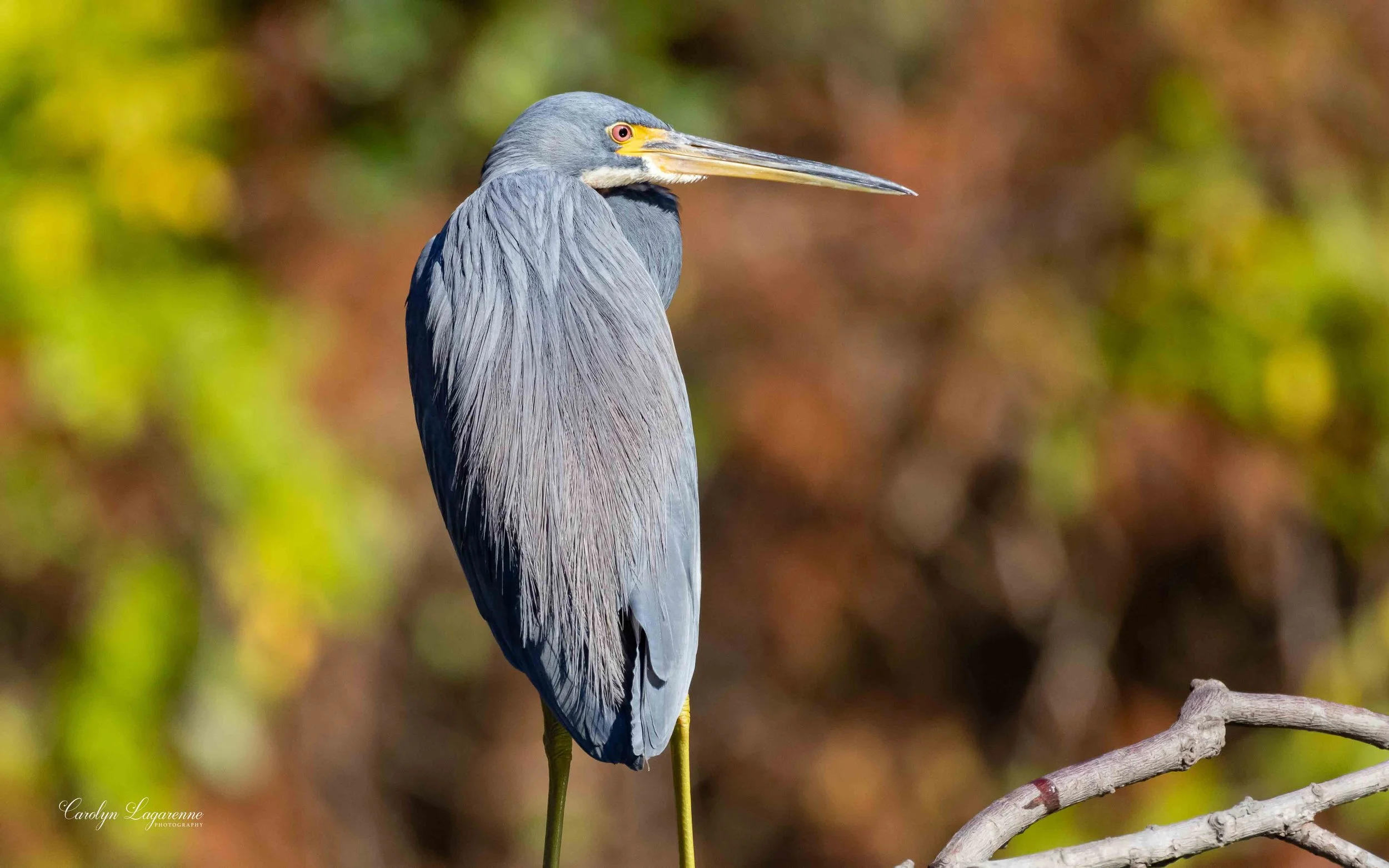 Tricolored Heron