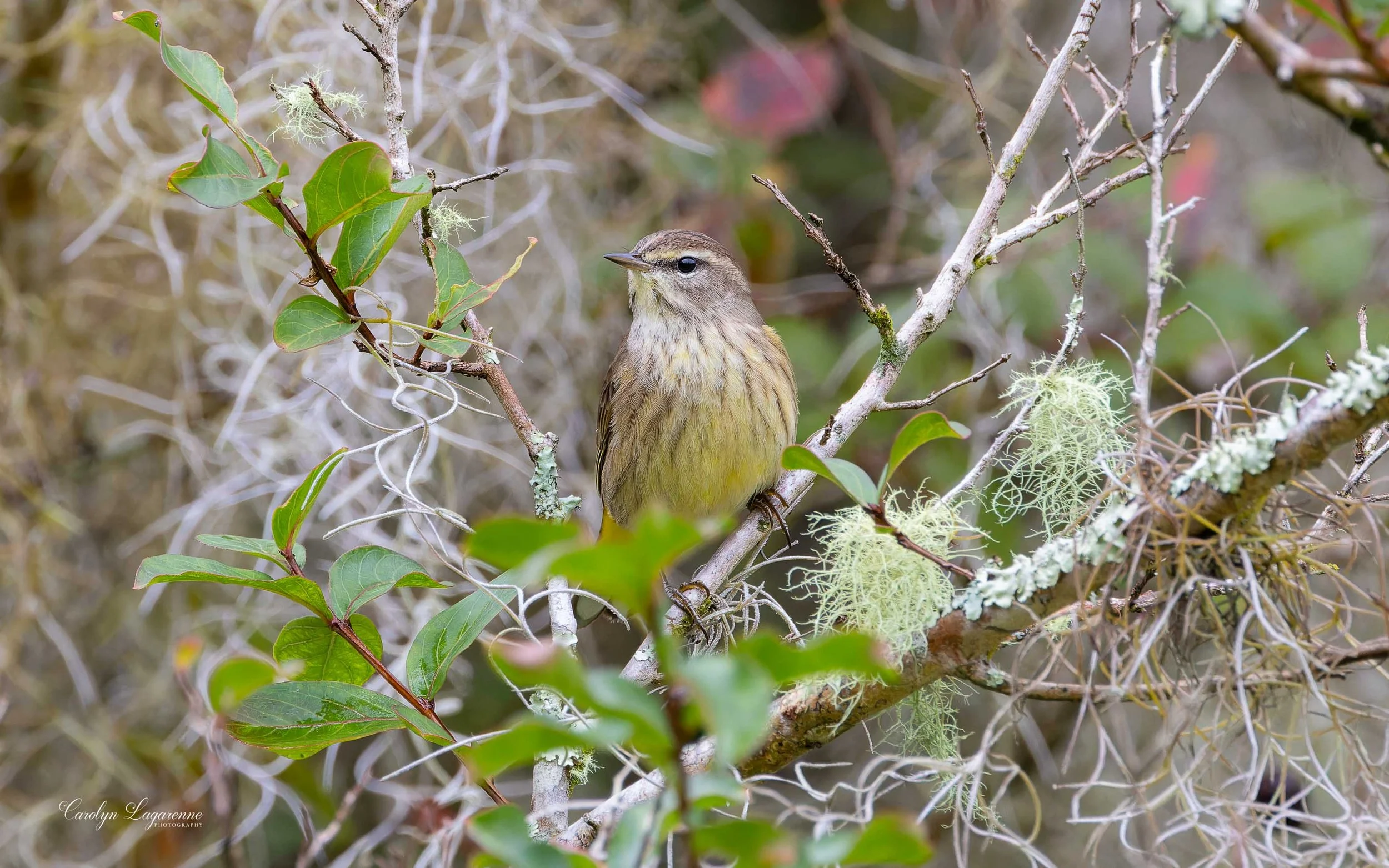 Palm Warbler