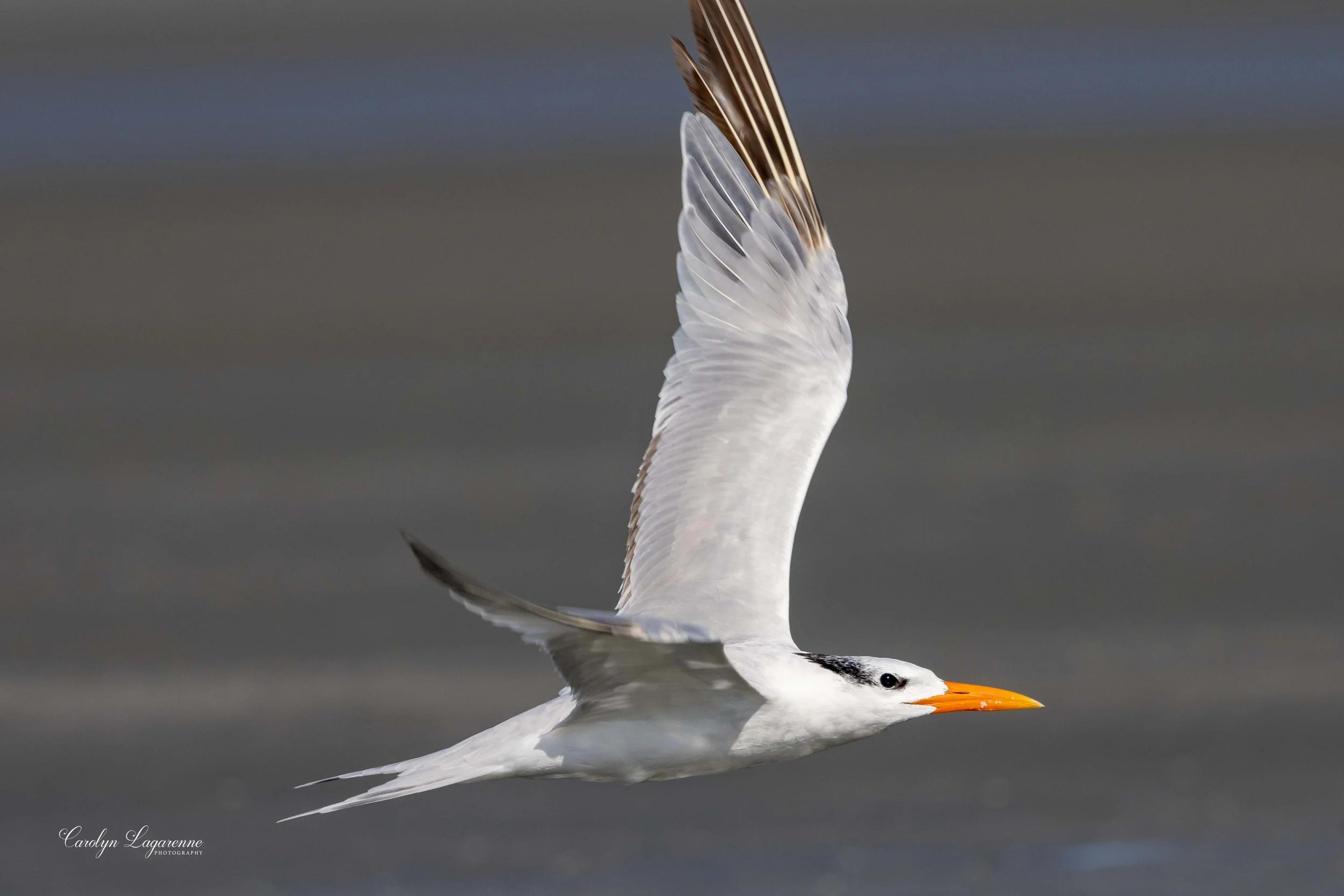Royal Tern