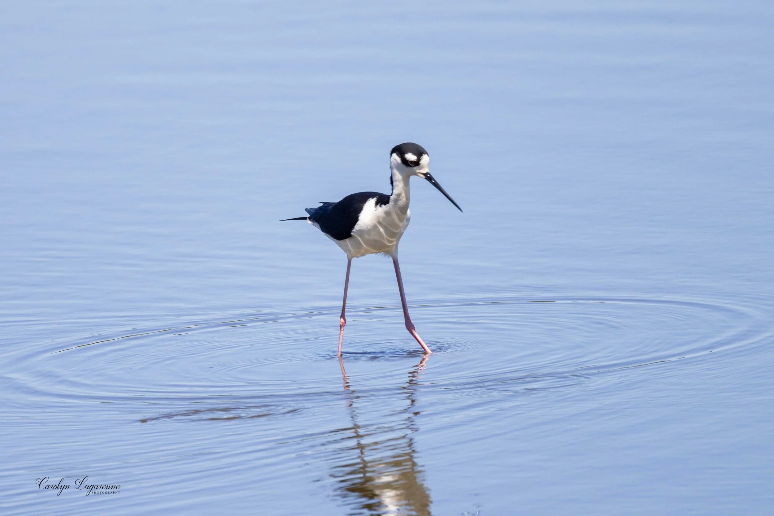 Black-neck Stilt