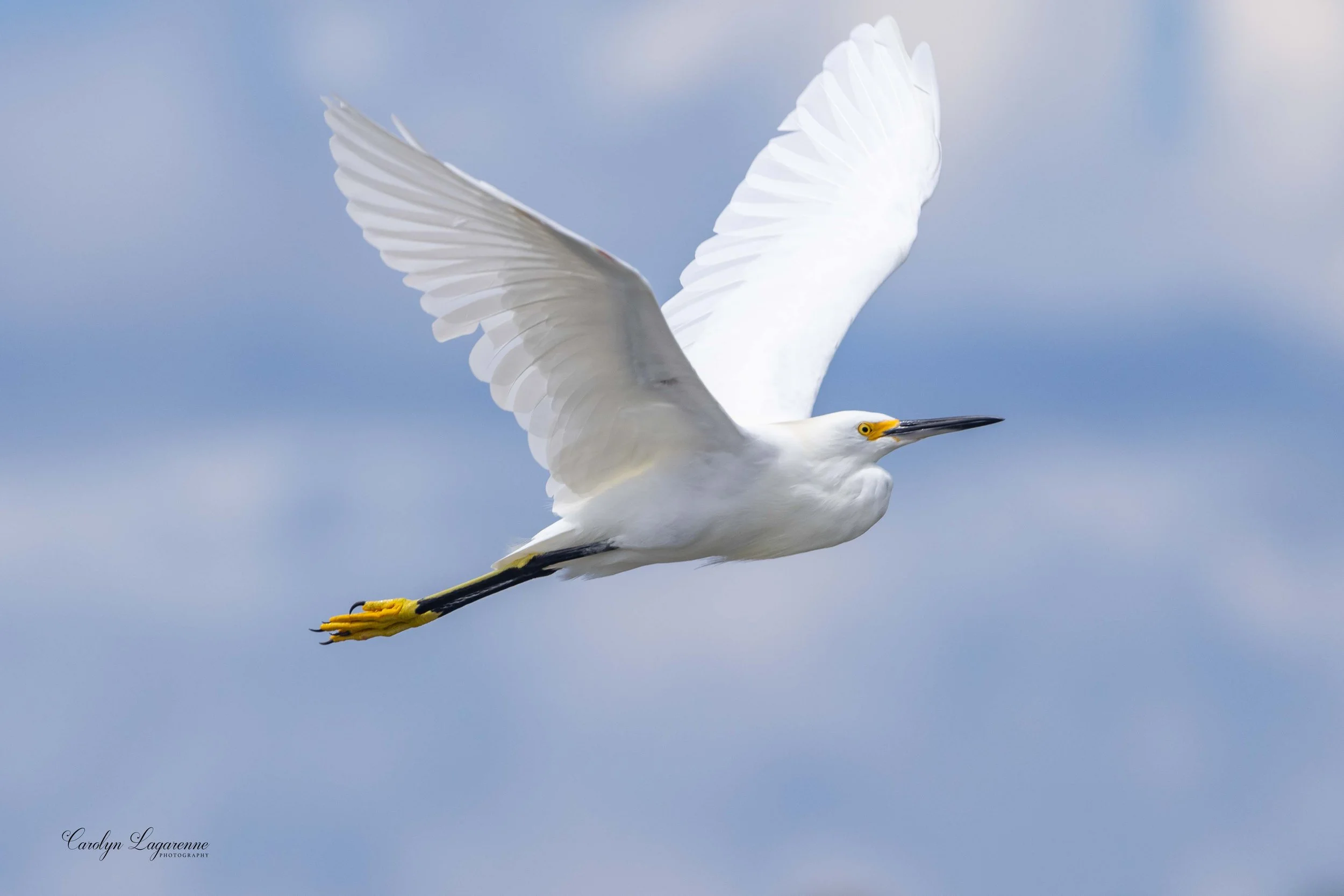 Snowy Egret