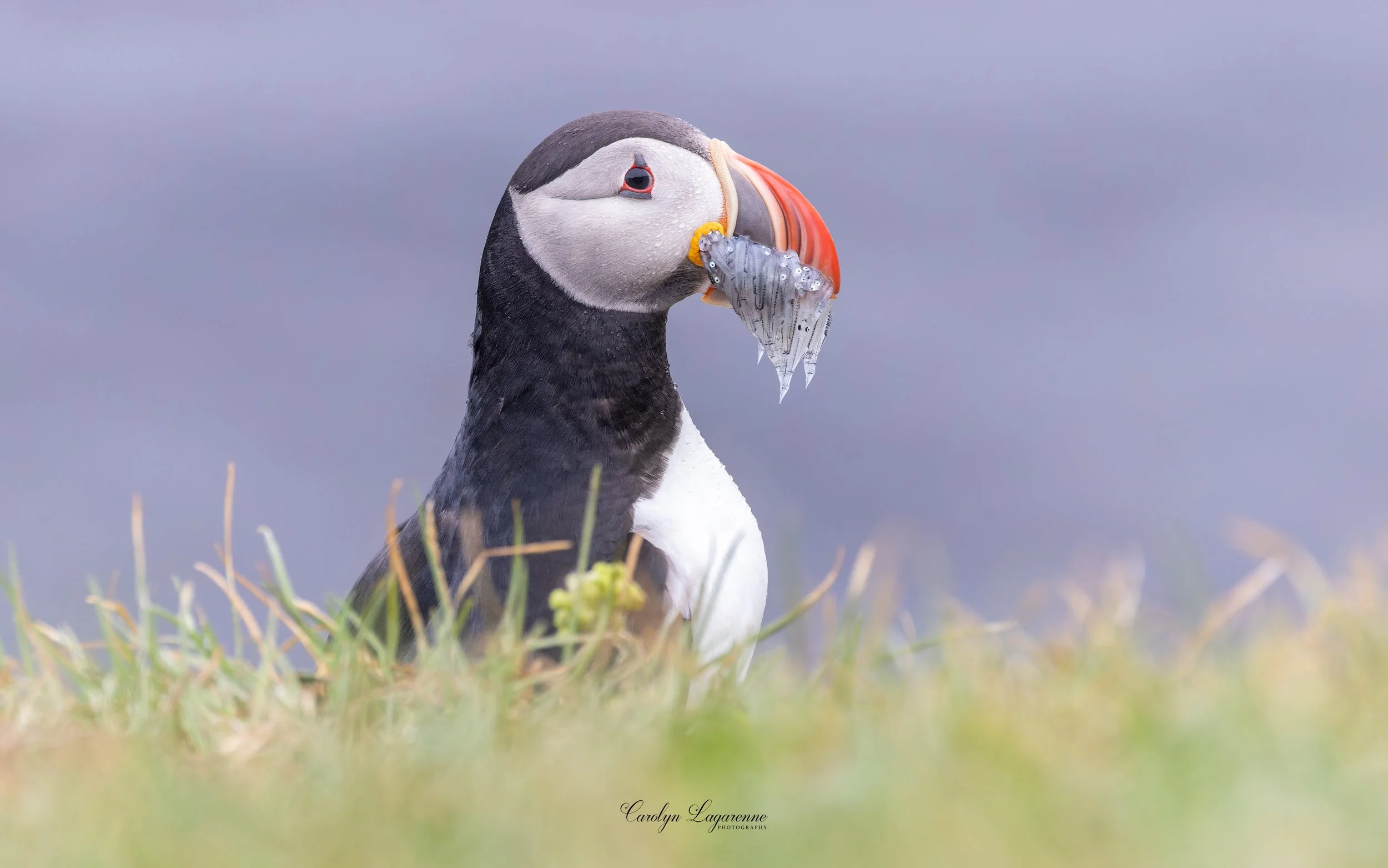 Atlantic Puffin