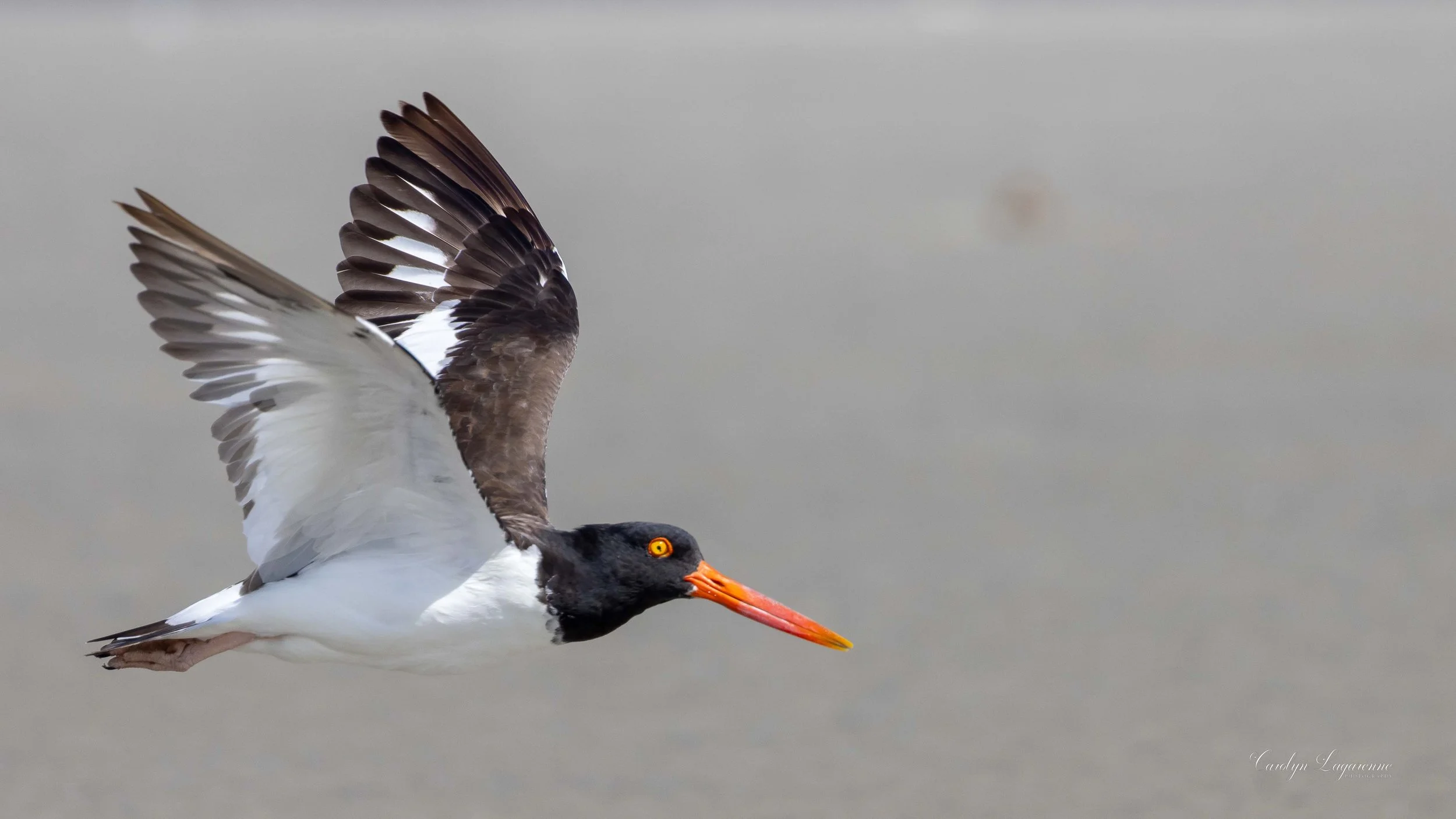 American Oystercatcher
