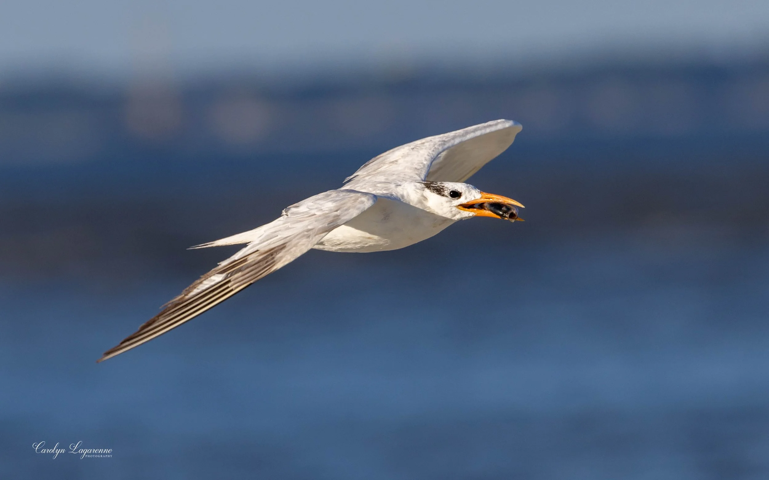 Royal Tern