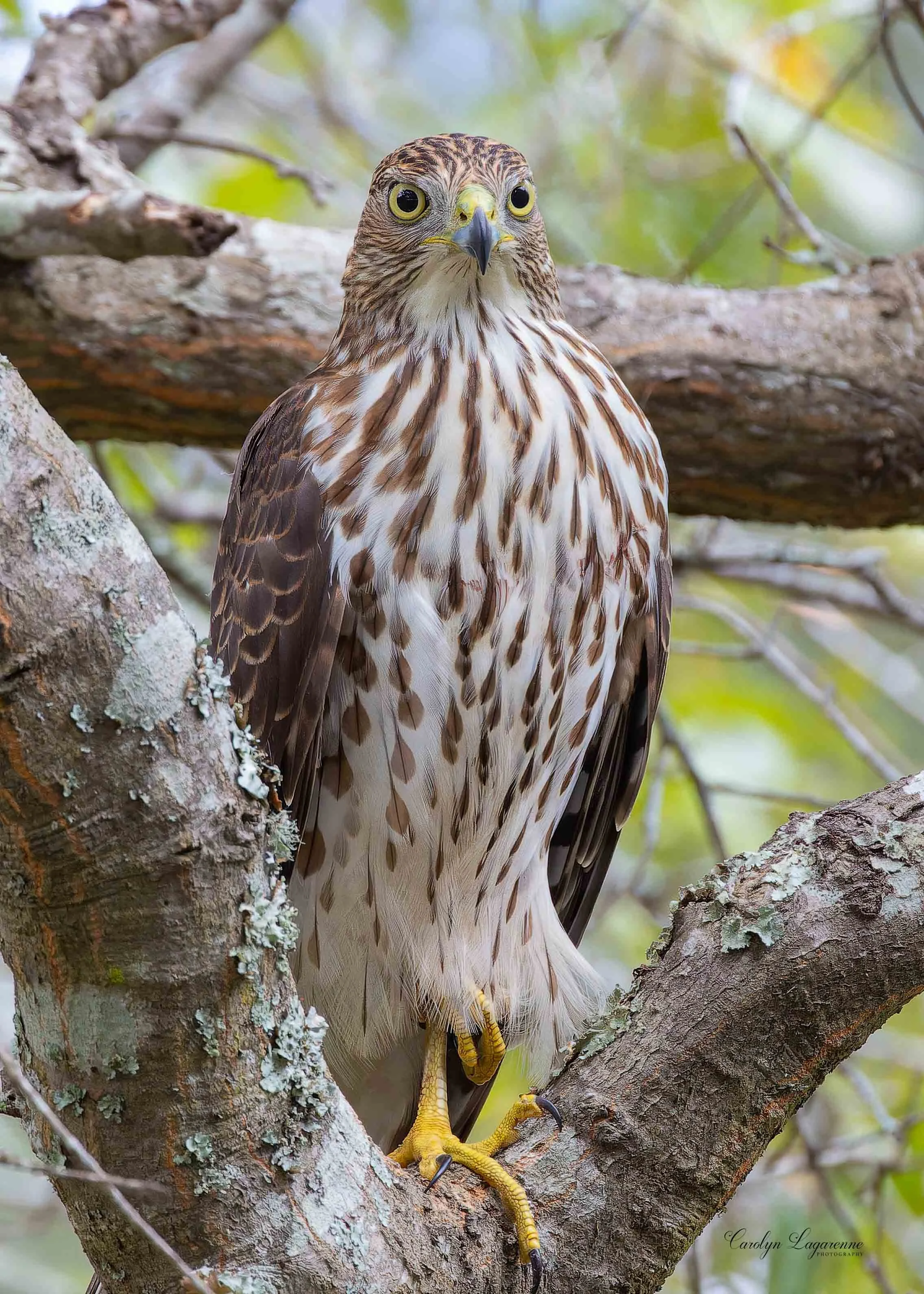Cooper's Hawk