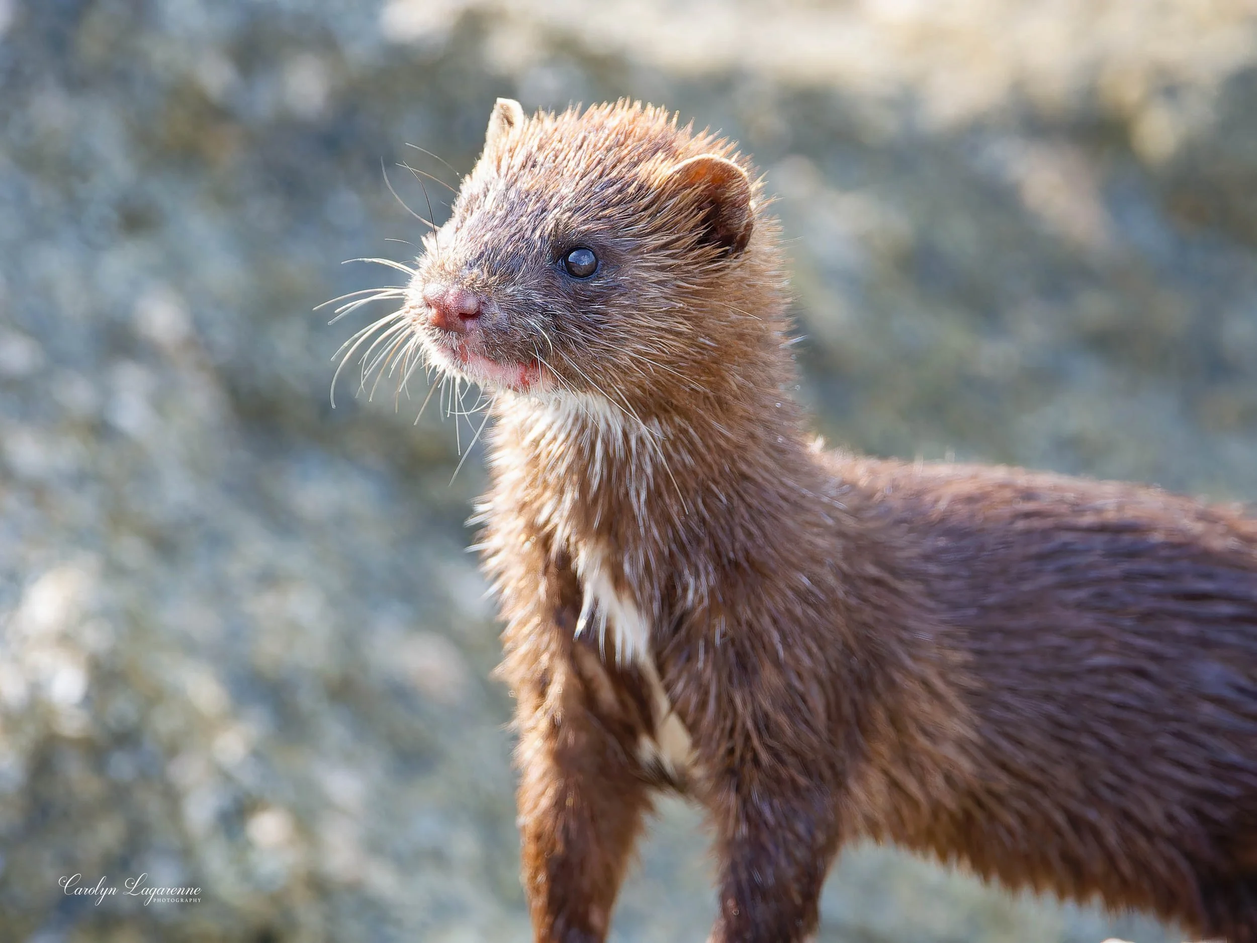 Mink