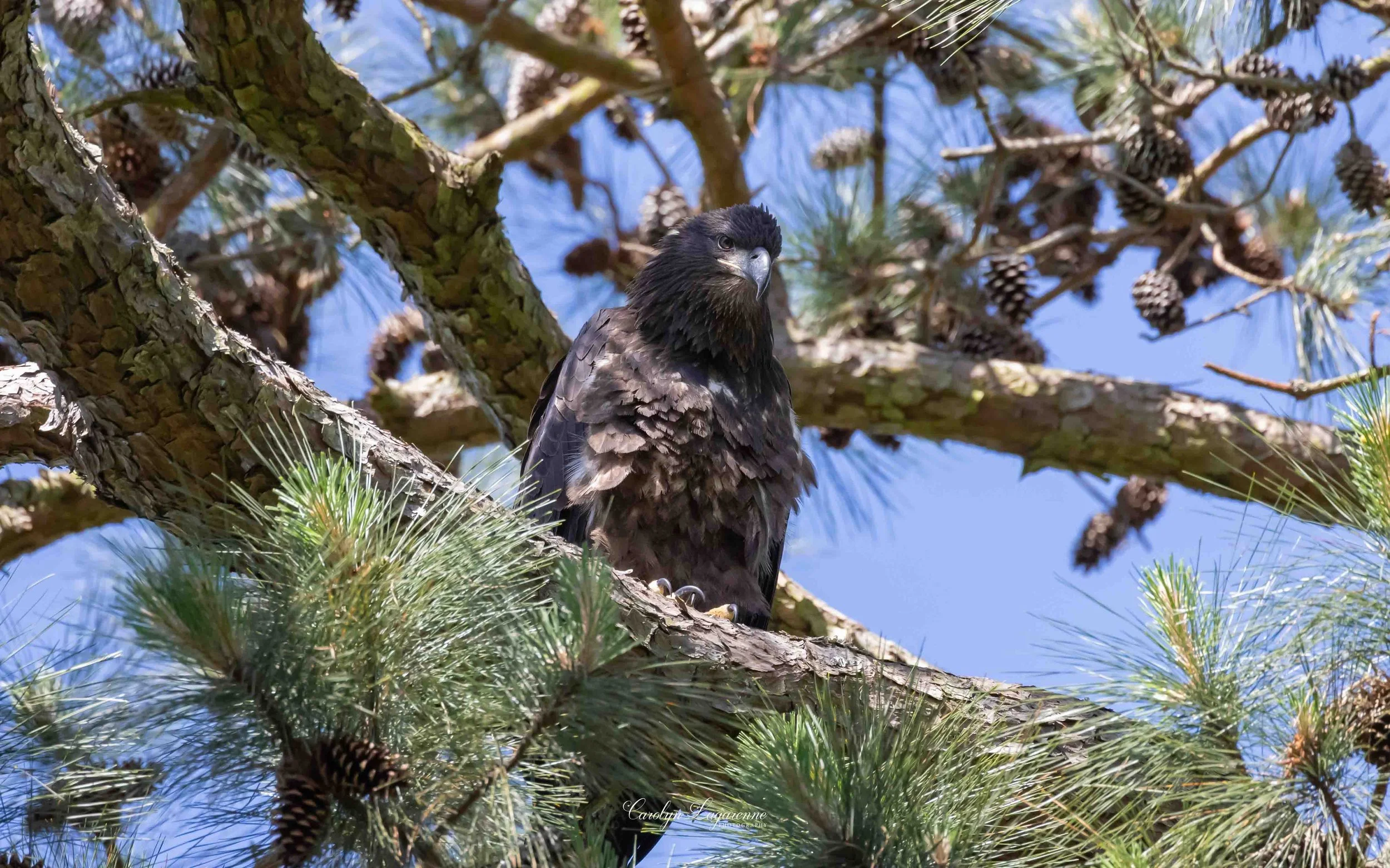 American Bald Eagle (Juvenile)