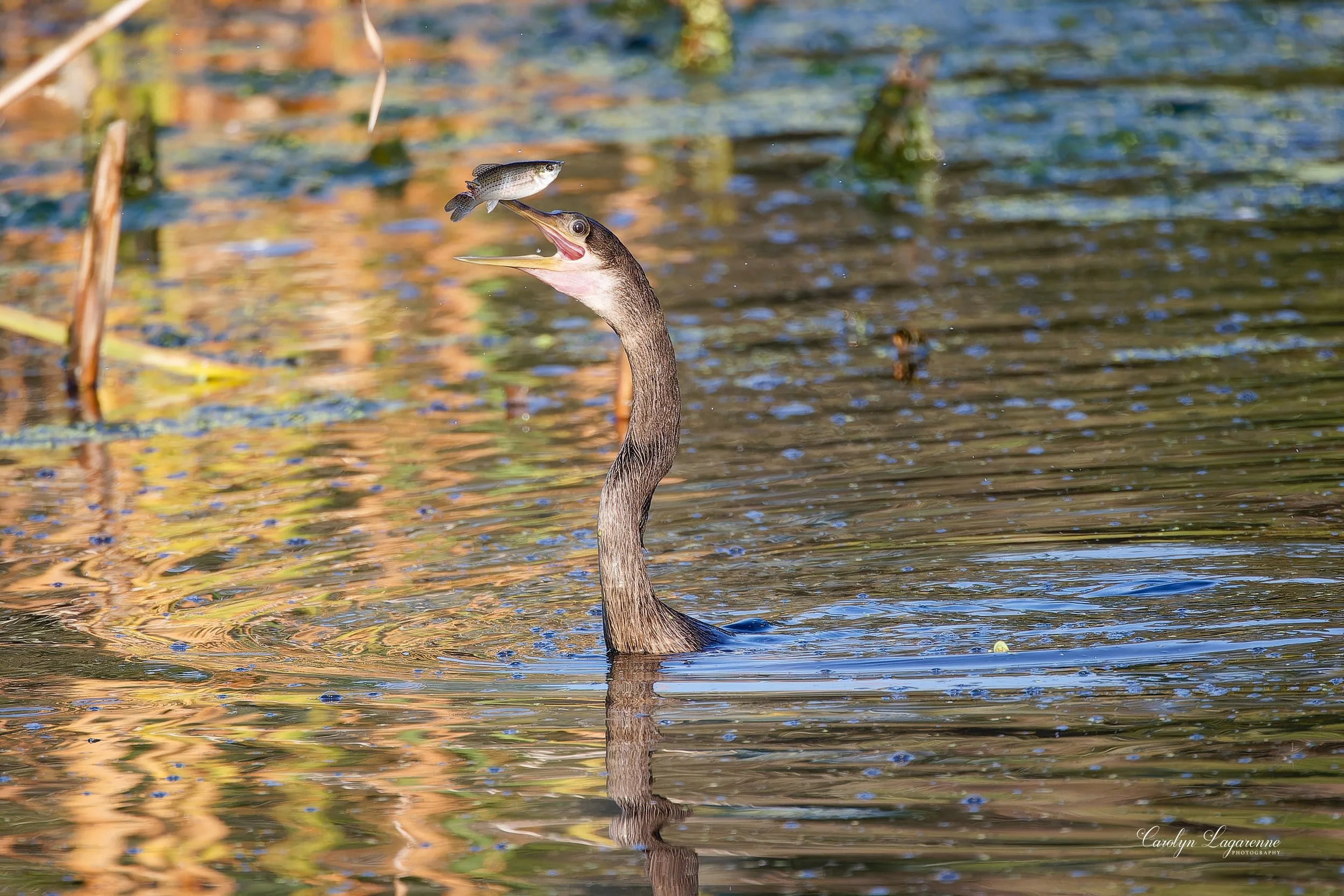Anhinga