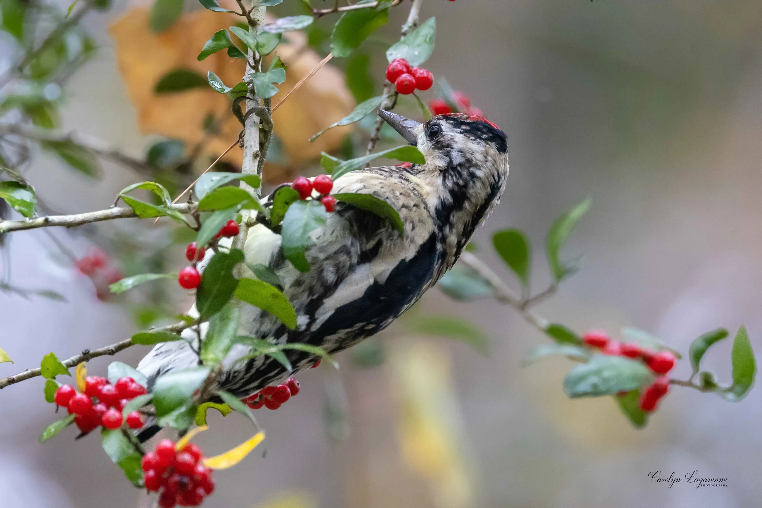 Yellow-bellied Sapsucker