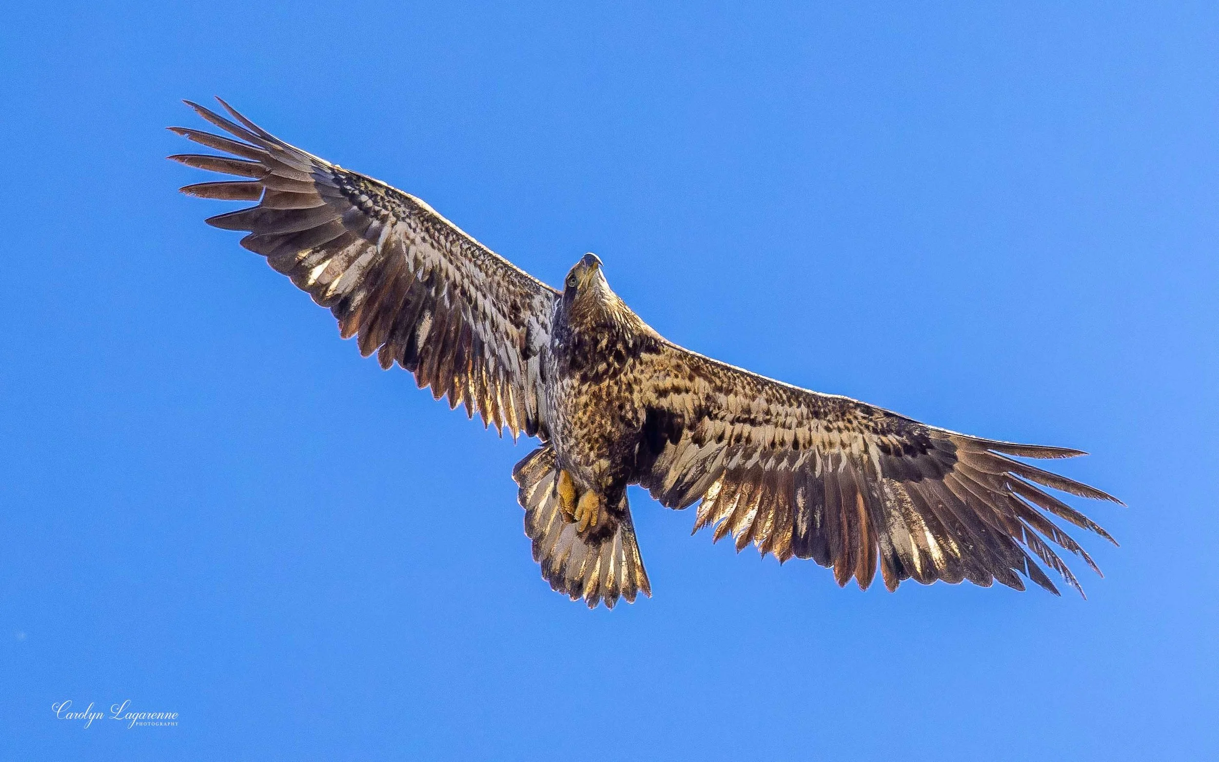 American Bald Eagle (Juvenile)
