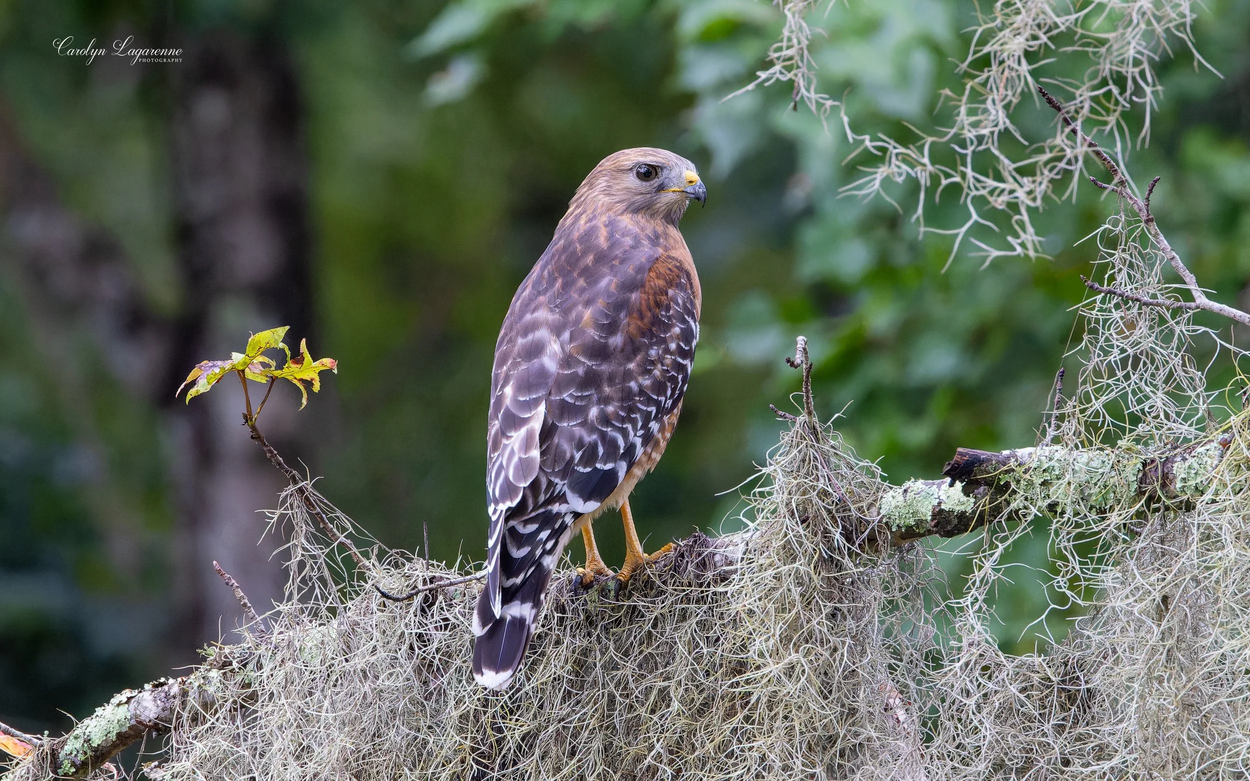 Red-shouldered Hawk
