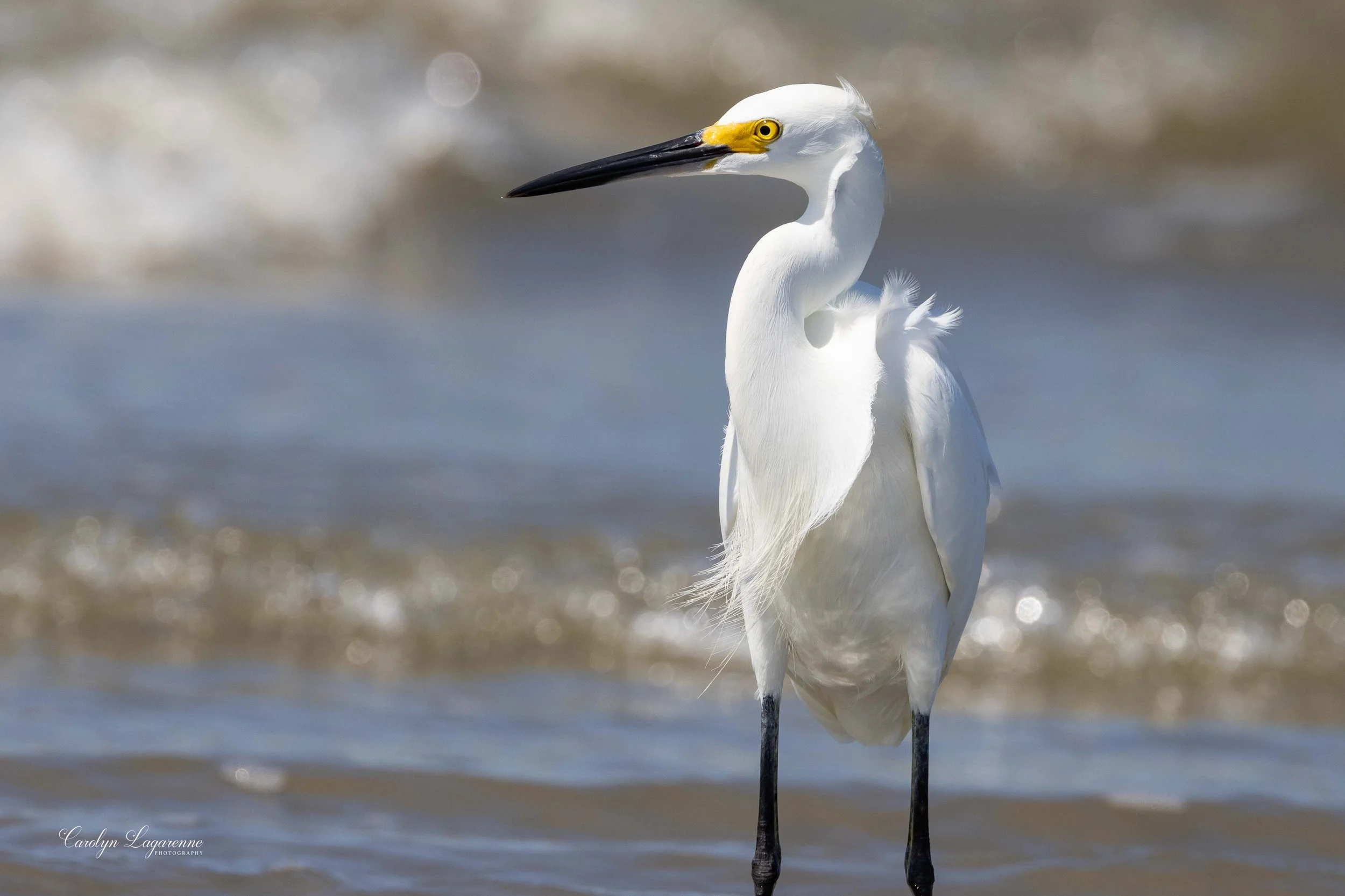Snowy Egret