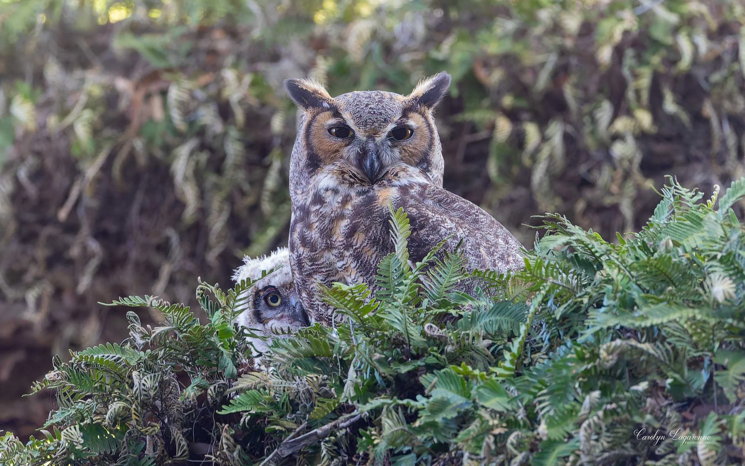 Great Horned Owl