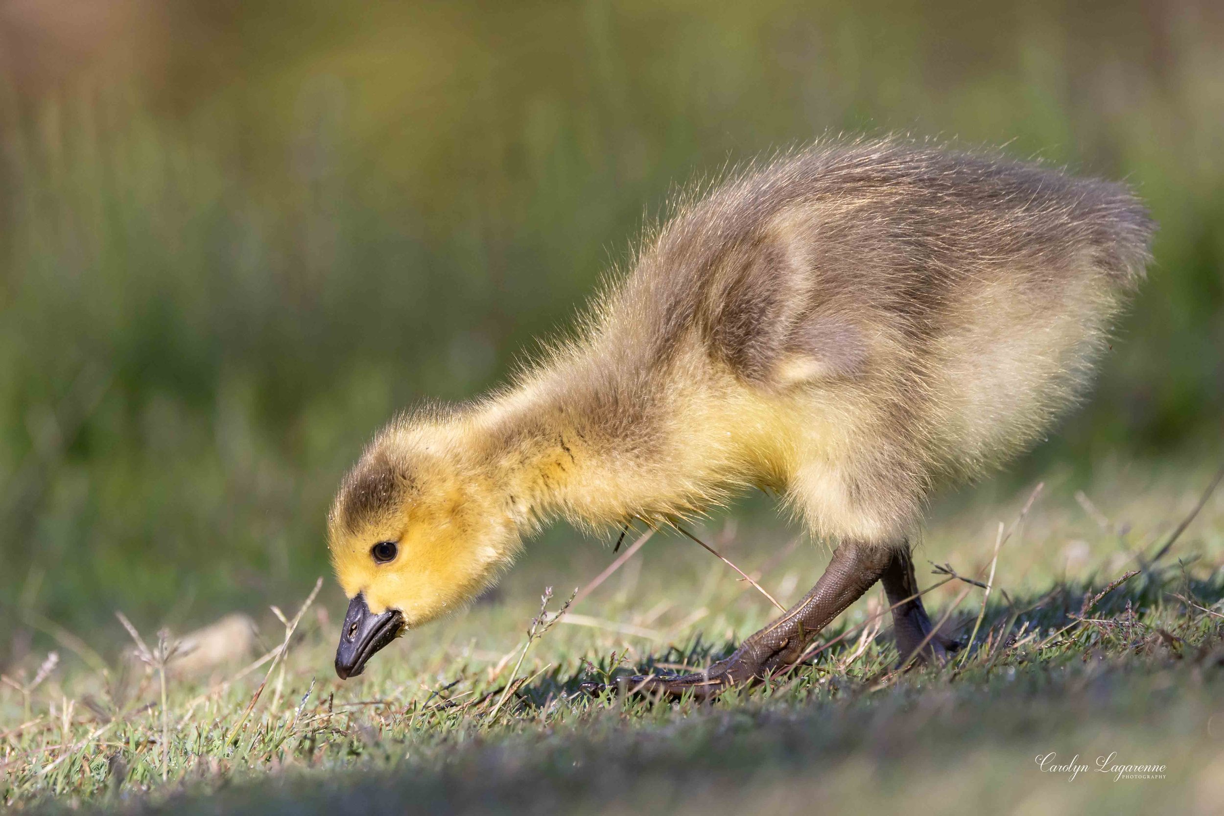 Canada Gosling