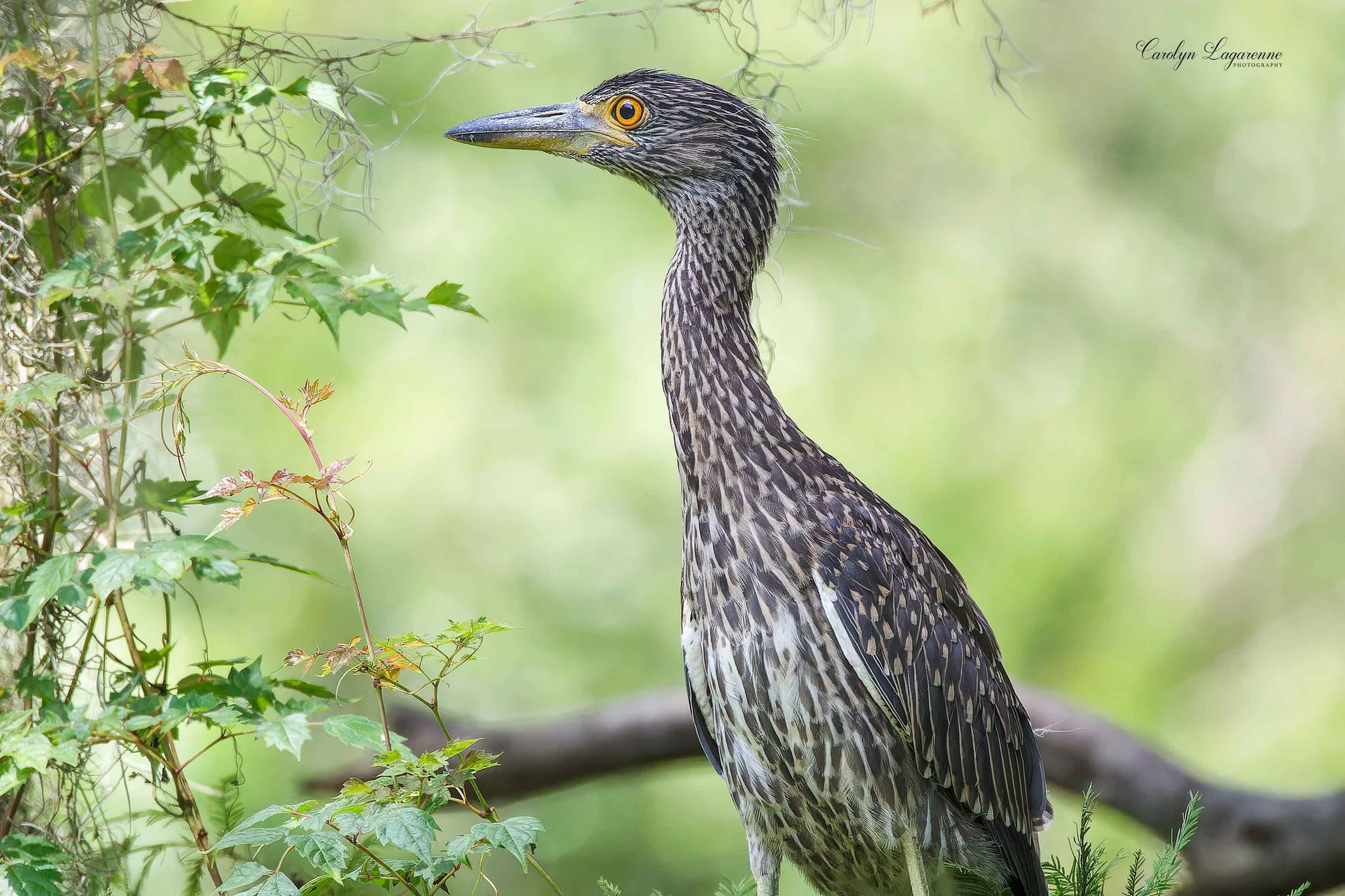 Yellow-crowned Night-Heron (Juvenile)