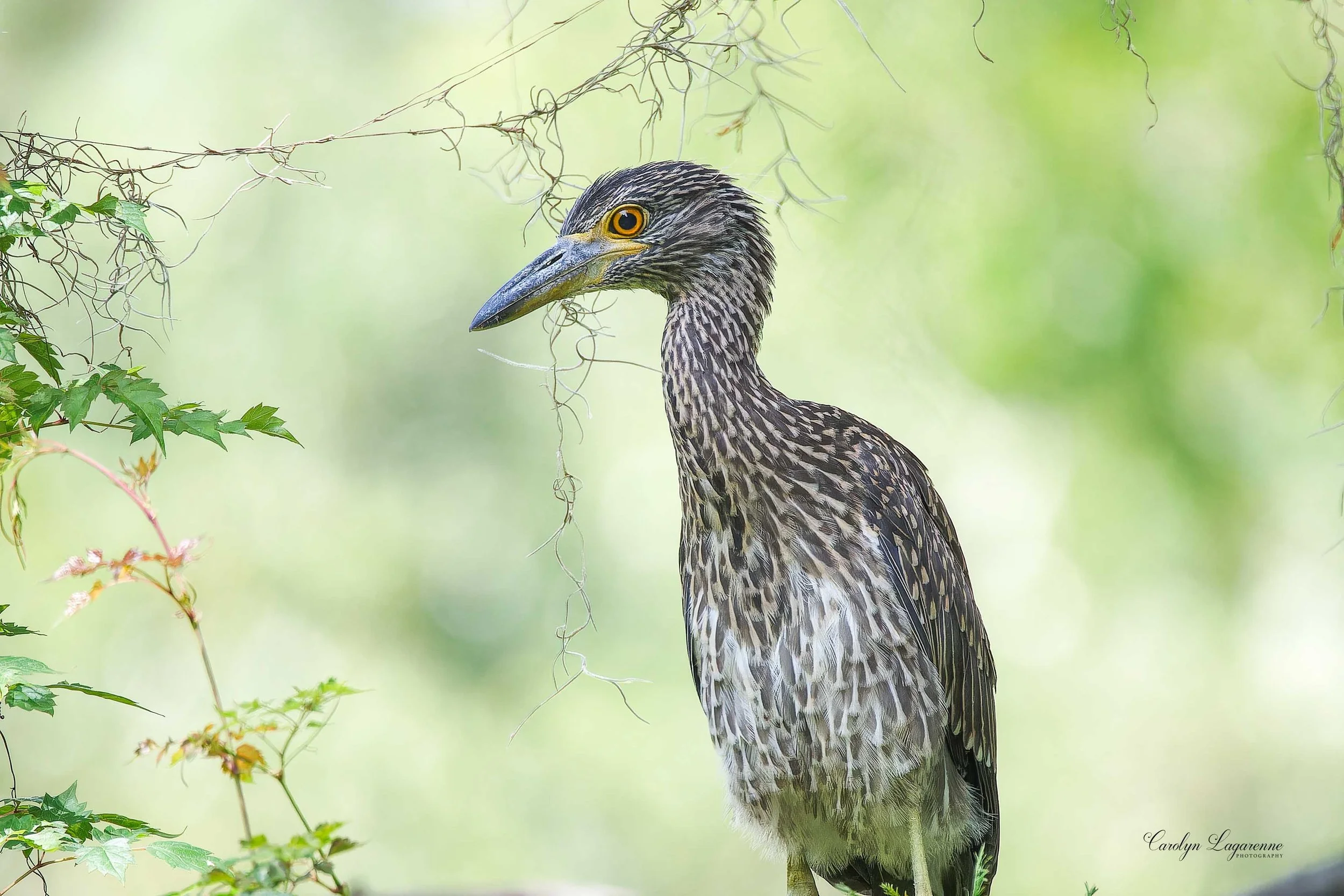 Yellow-crowned Night-Heron (Juvenile)